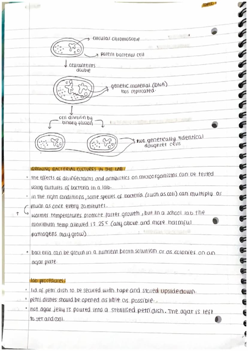
<h2 id="prokaryoticandeukaryoticcells">Prokaryotic and Eukaryotic Cells</h2>
<p>Cells can be either prokaryotic or eukaryotic. Prokaryotic 