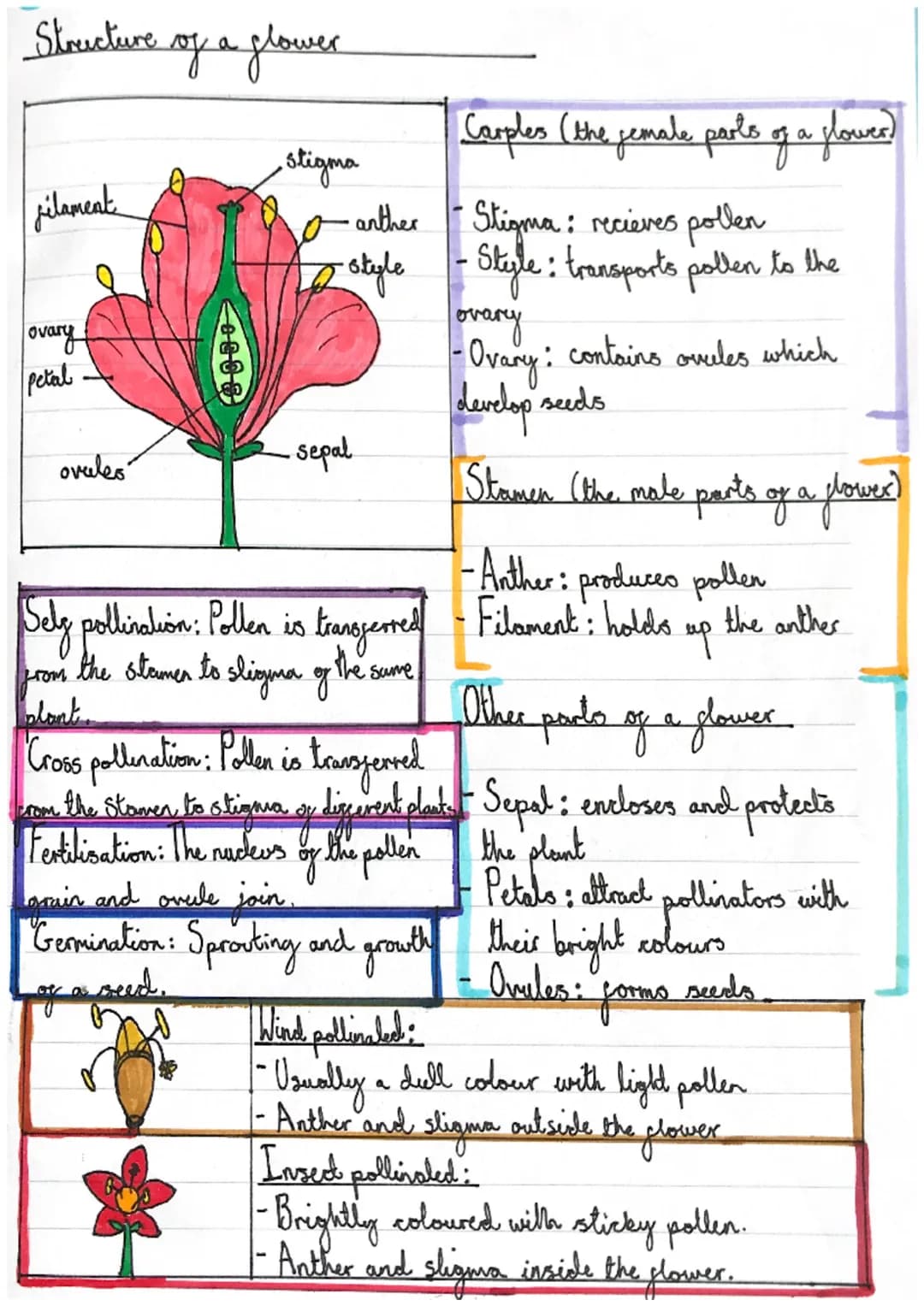 Structure of a glower
filament
Lovary
petal
ovules
• Stigma
10 anther
•Stigma: recieves pollen
style - Style: transports pollen to the
・sepa