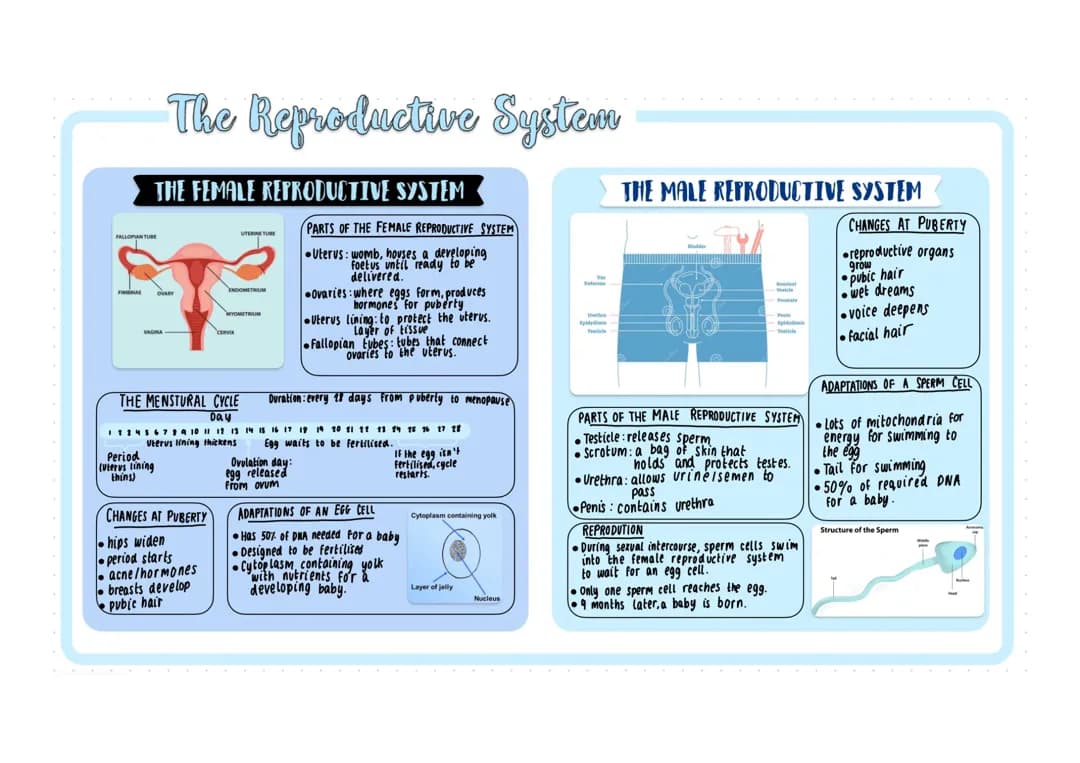 How Sperm Cells, Puberty, and the Female Reproductive System Work