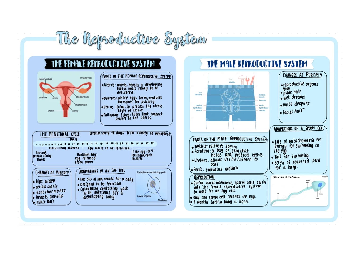 FALLOPIAN TUBE
FIMBRIAE
THE FEMALE REPRODUCTIVE SYSTEM
The Reproductive System
VAGINA
OVARY
Period
(Uterus lining
thins)
CHANGES AT PUBERTY

