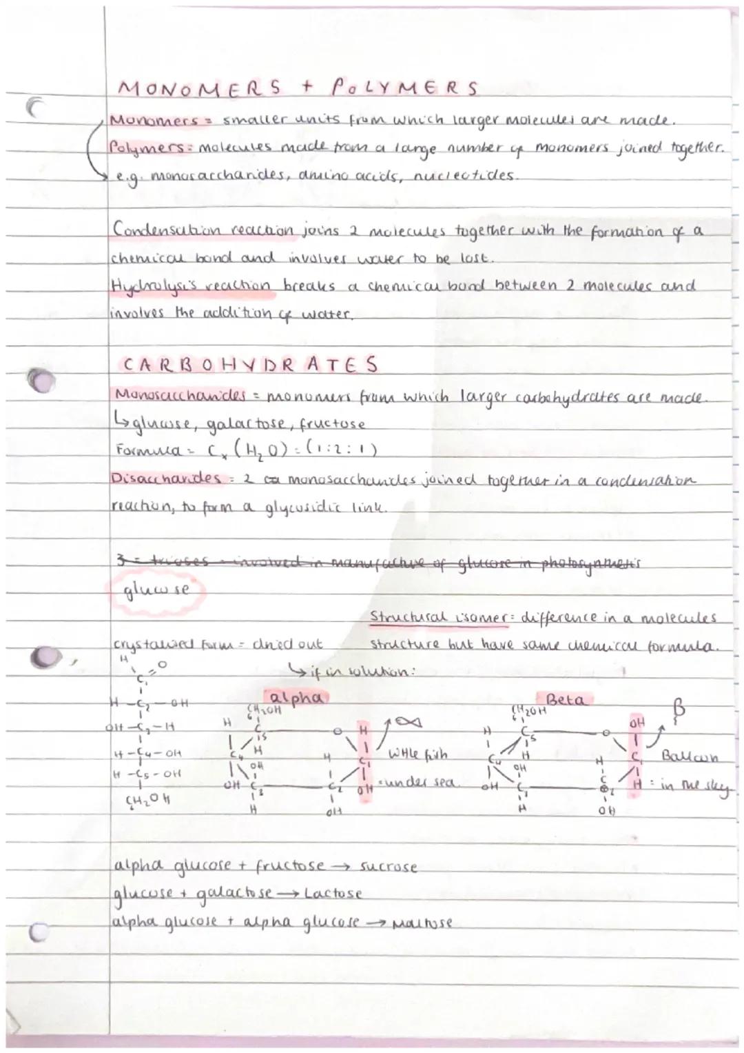 MONOMERS + POLYMERS
Monomers = smaller units from which larger molecules are made.
Polymers: molecules made from a large number of monomers 