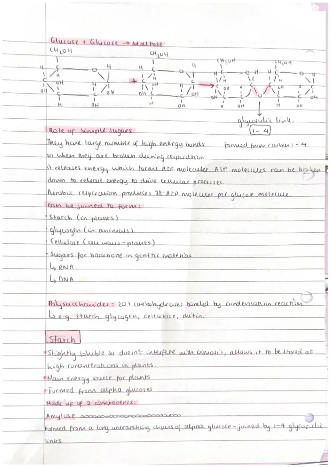 MONOMERS + POLYMERS
Monomers = smaller units from which larger molecules are made.
Polymers: molecules made from a large number of monomers 