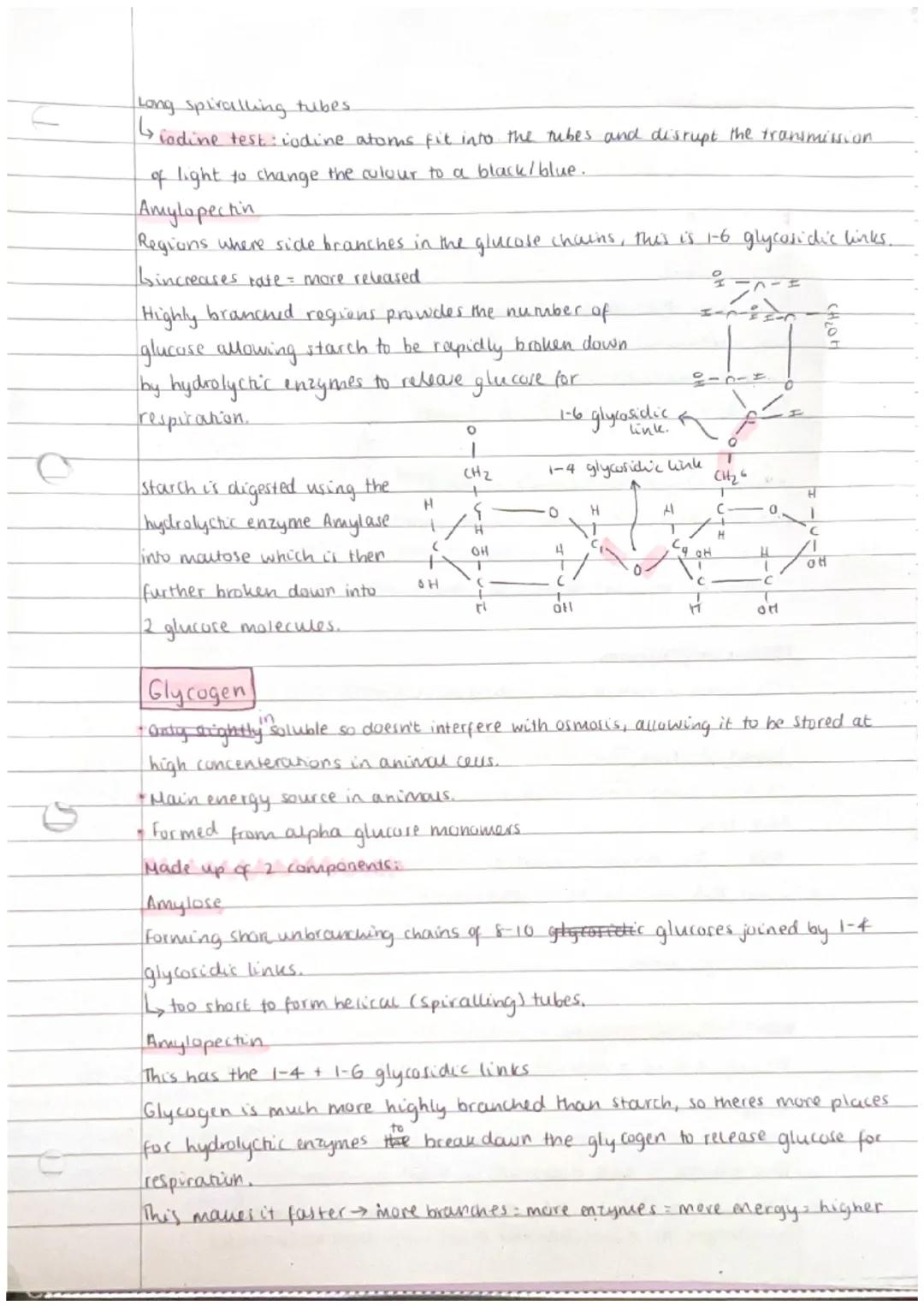 MONOMERS + POLYMERS
Monomers = smaller units from which larger molecules are made.
Polymers: molecules made from a large number of monomers 