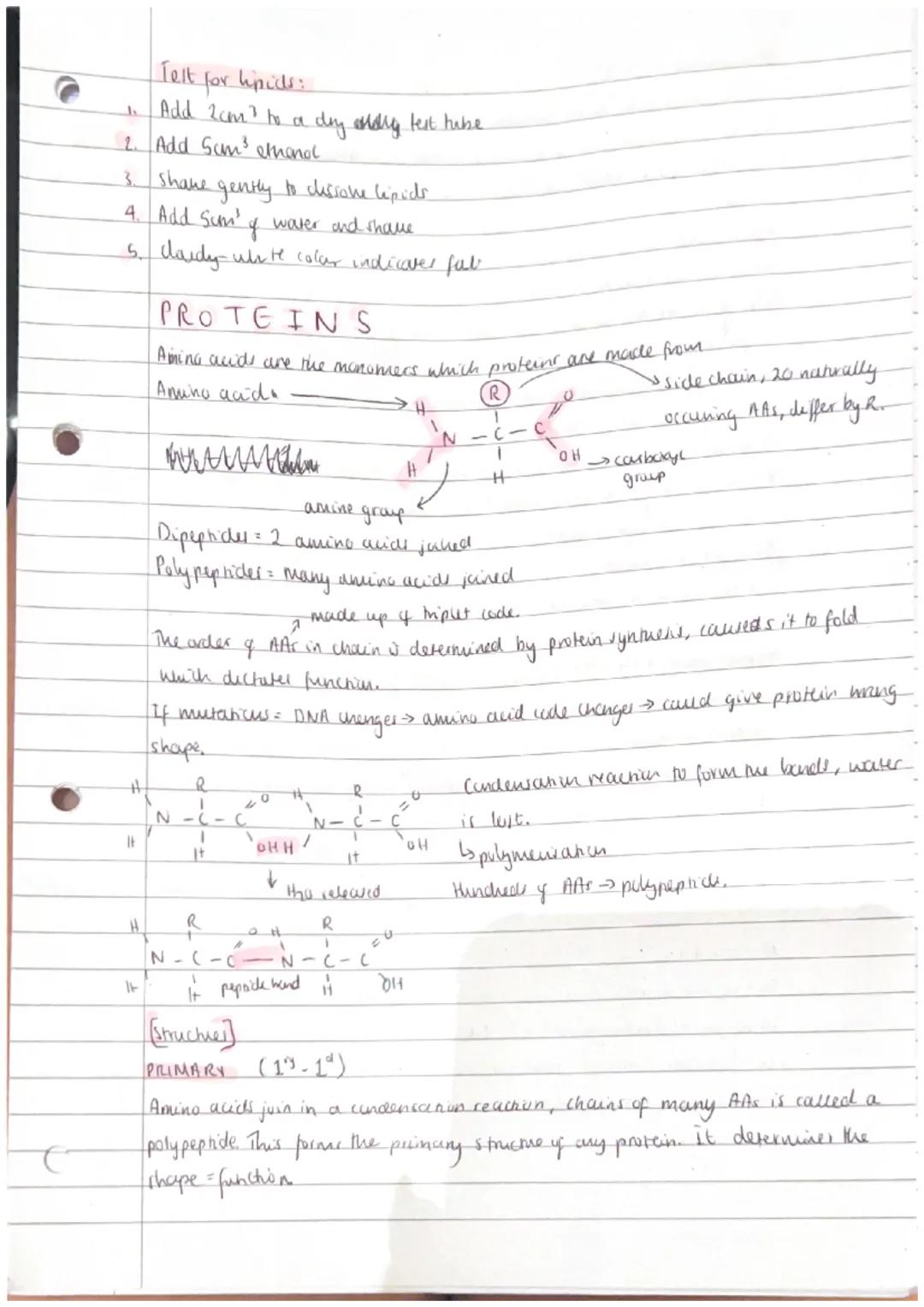 MONOMERS + POLYMERS
Monomers = smaller units from which larger molecules are made.
Polymers: molecules made from a large number of monomers 
