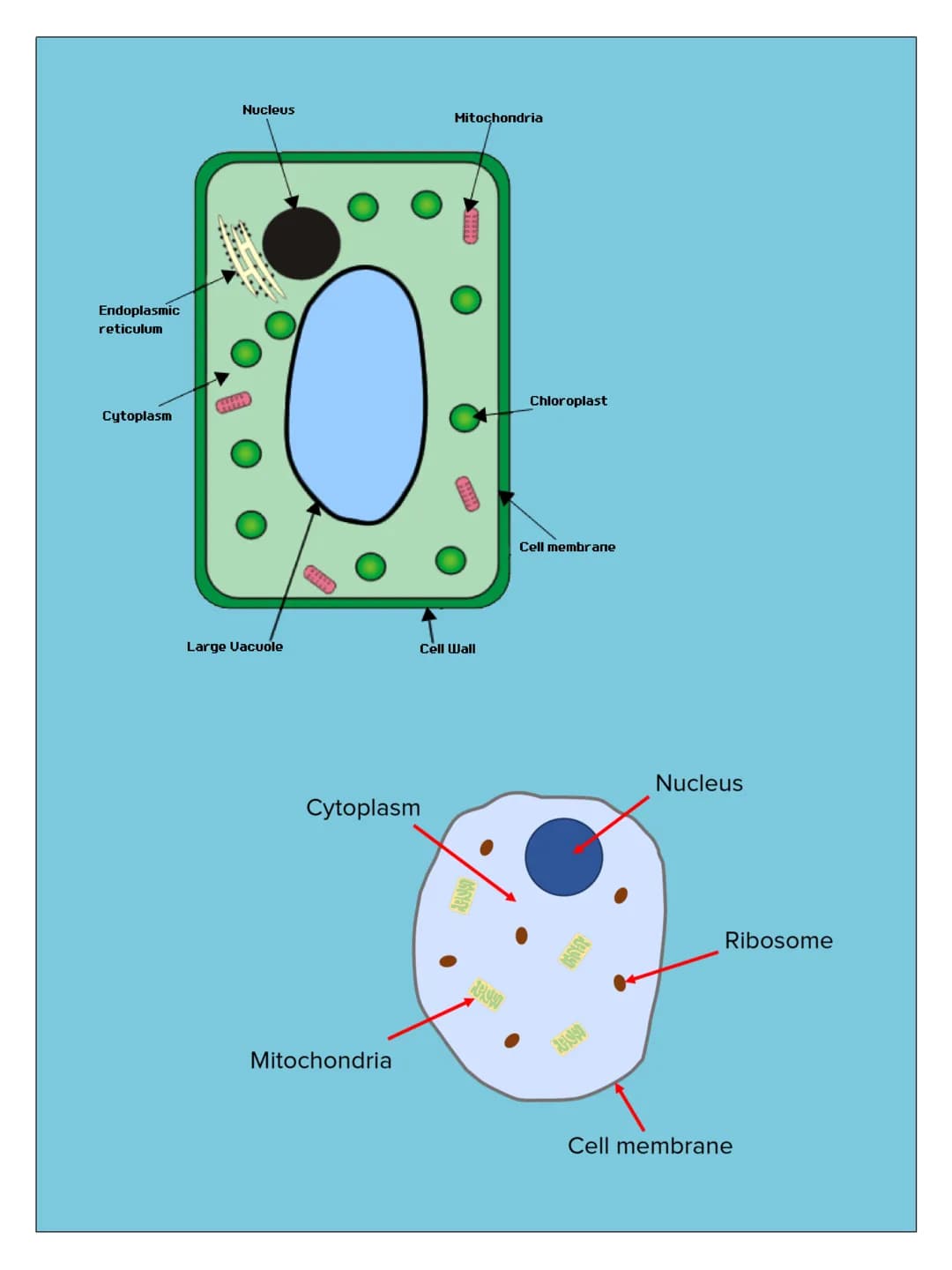 4.1 CELL
BIOLOGY
EUKARYOTES
PROKARYOTES
AND
- 4.1.1.1
Eukaryotic Cells
• Have a cell membrane
Have cytoplasm
• Genetic material is stored in