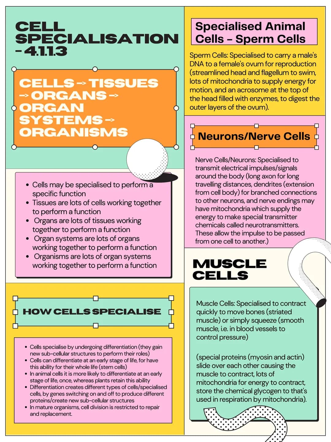 4.1 CELL
BIOLOGY
EUKARYOTES
PROKARYOTES
AND
- 4.1.1.1
Eukaryotic Cells
• Have a cell membrane
Have cytoplasm
• Genetic material is stored in