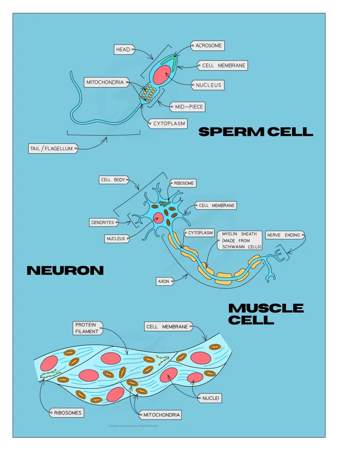 4.1 CELL
BIOLOGY
EUKARYOTES
PROKARYOTES
AND
- 4.1.1.1
Eukaryotic Cells
• Have a cell membrane
Have cytoplasm
• Genetic material is stored in