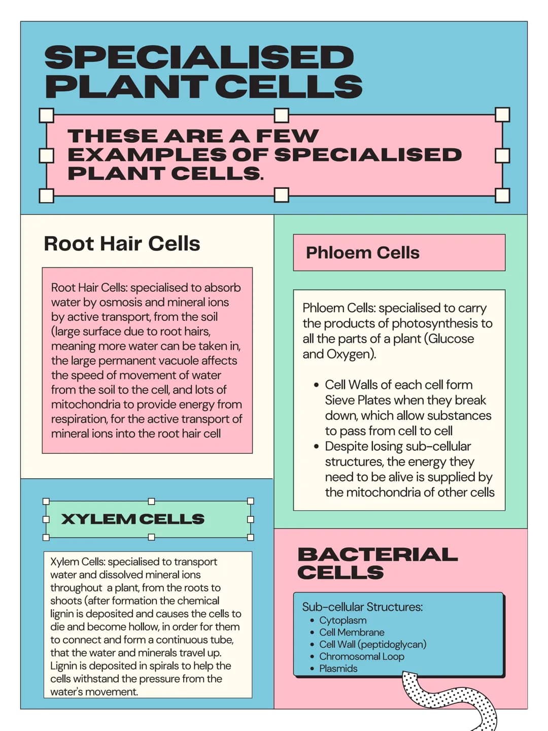 4.1 CELL
BIOLOGY
EUKARYOTES
PROKARYOTES
AND
- 4.1.1.1
Eukaryotic Cells
• Have a cell membrane
Have cytoplasm
• Genetic material is stored in
