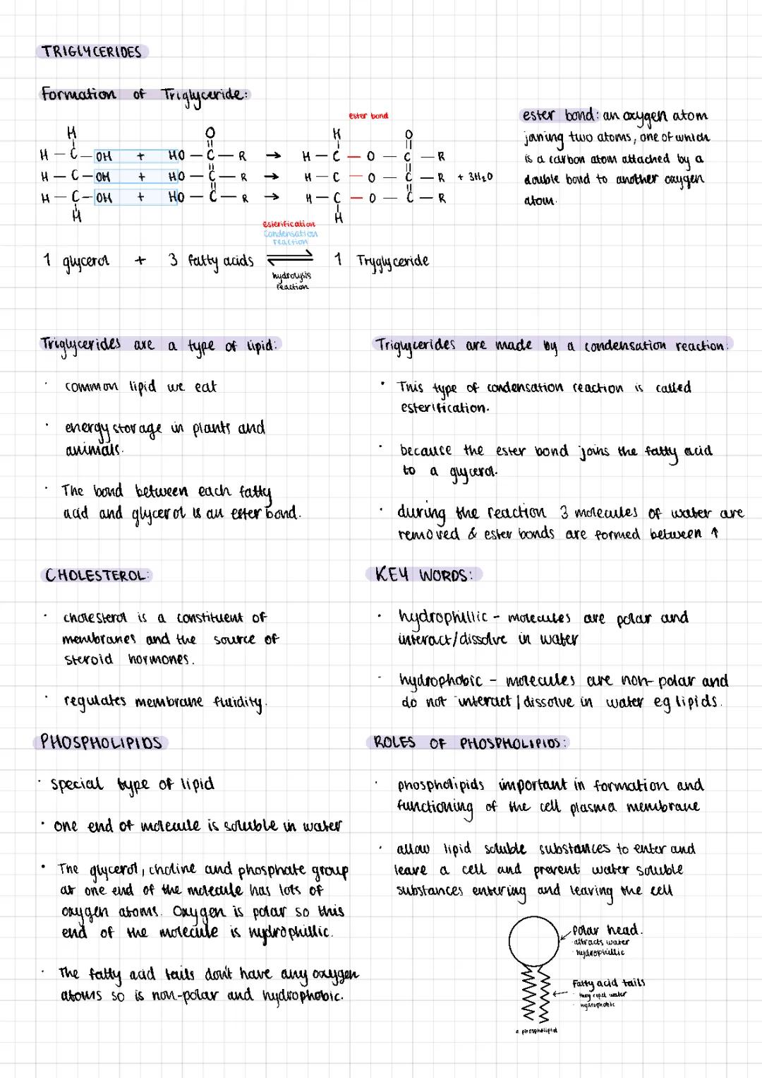 Triglycerides & Phospholipids