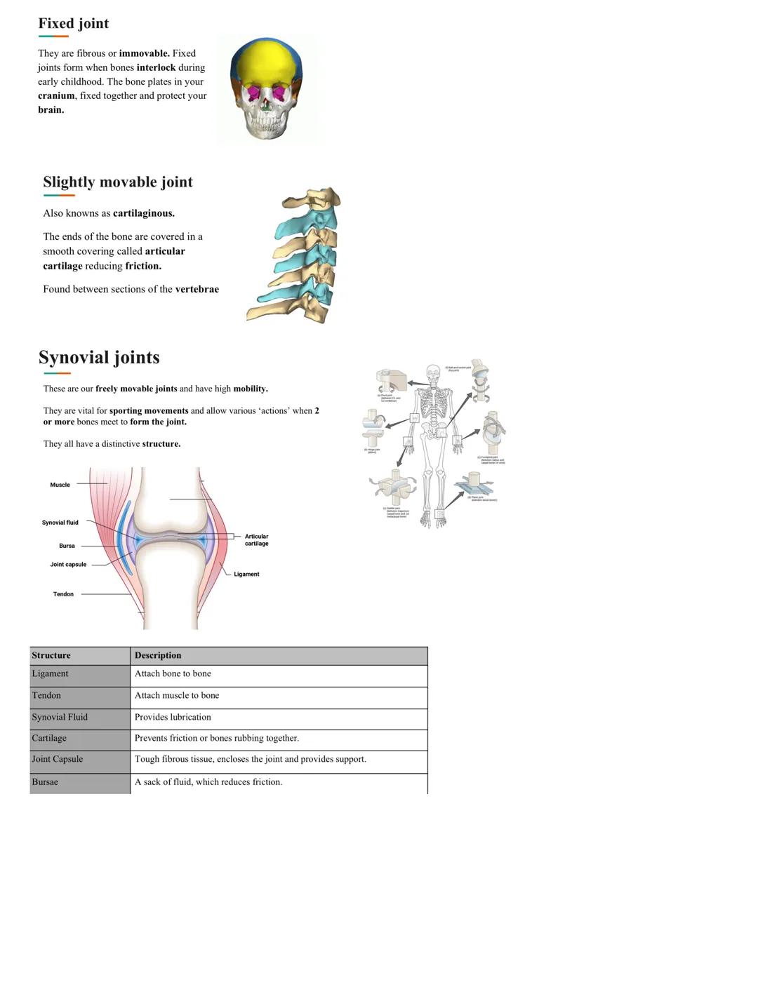 # Types of bones

## Long bone
Bones found in the limbs. They have a shaft know as the diaphysis and
two expanding ends known as the epiphys