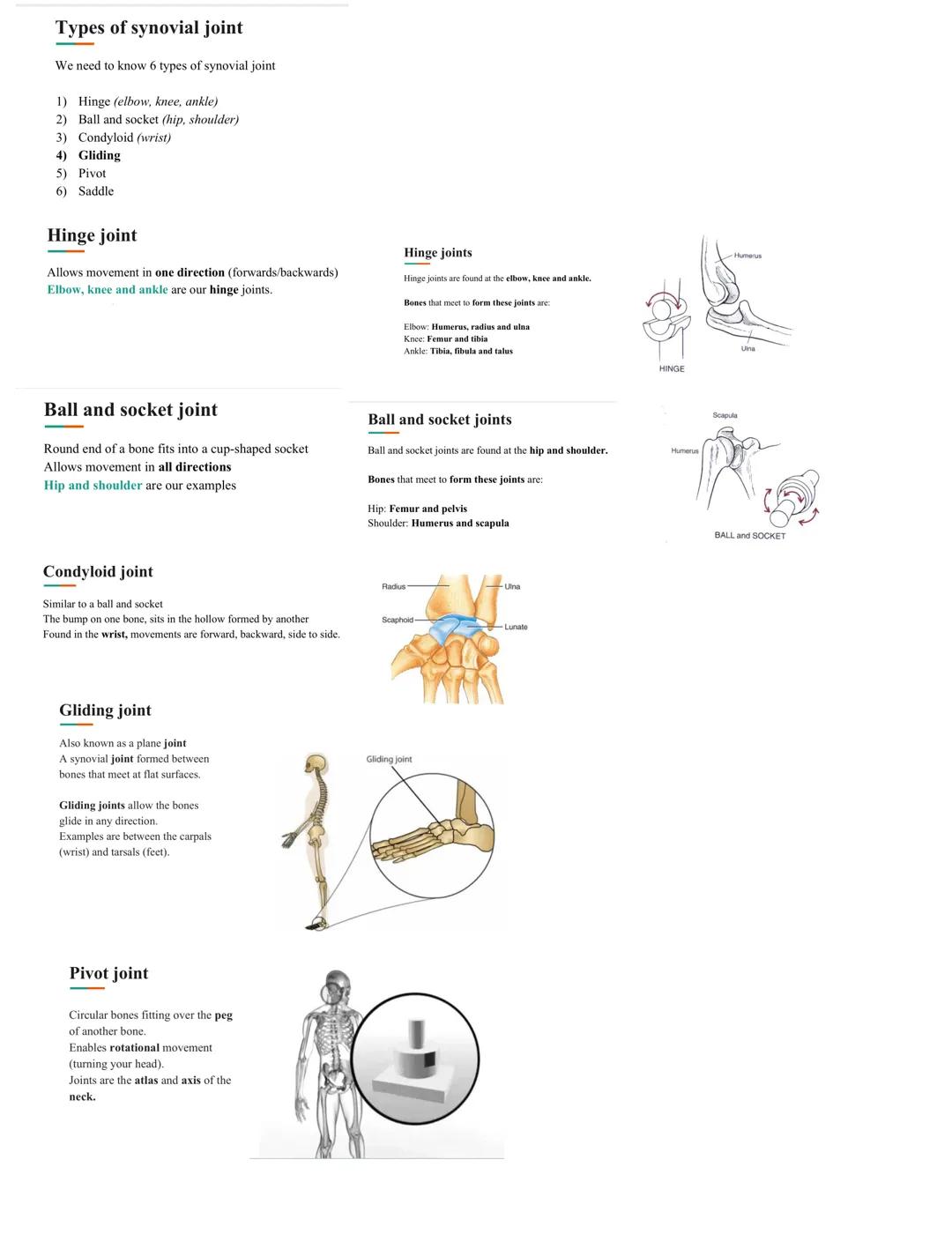 # Types of bones

## Long bone
Bones found in the limbs. They have a shaft know as the diaphysis and
two expanding ends known as the epiphys