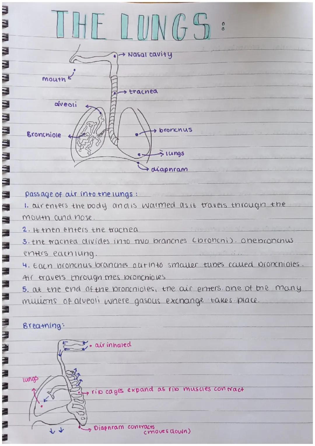 m m m m m m m m m m m m m
THE LUNGS:
mouth
Bronchiole
alveoli
2
lungs
→ Nasal cavity
Breathing:
trachea
→ bronchus
passage of air into the l