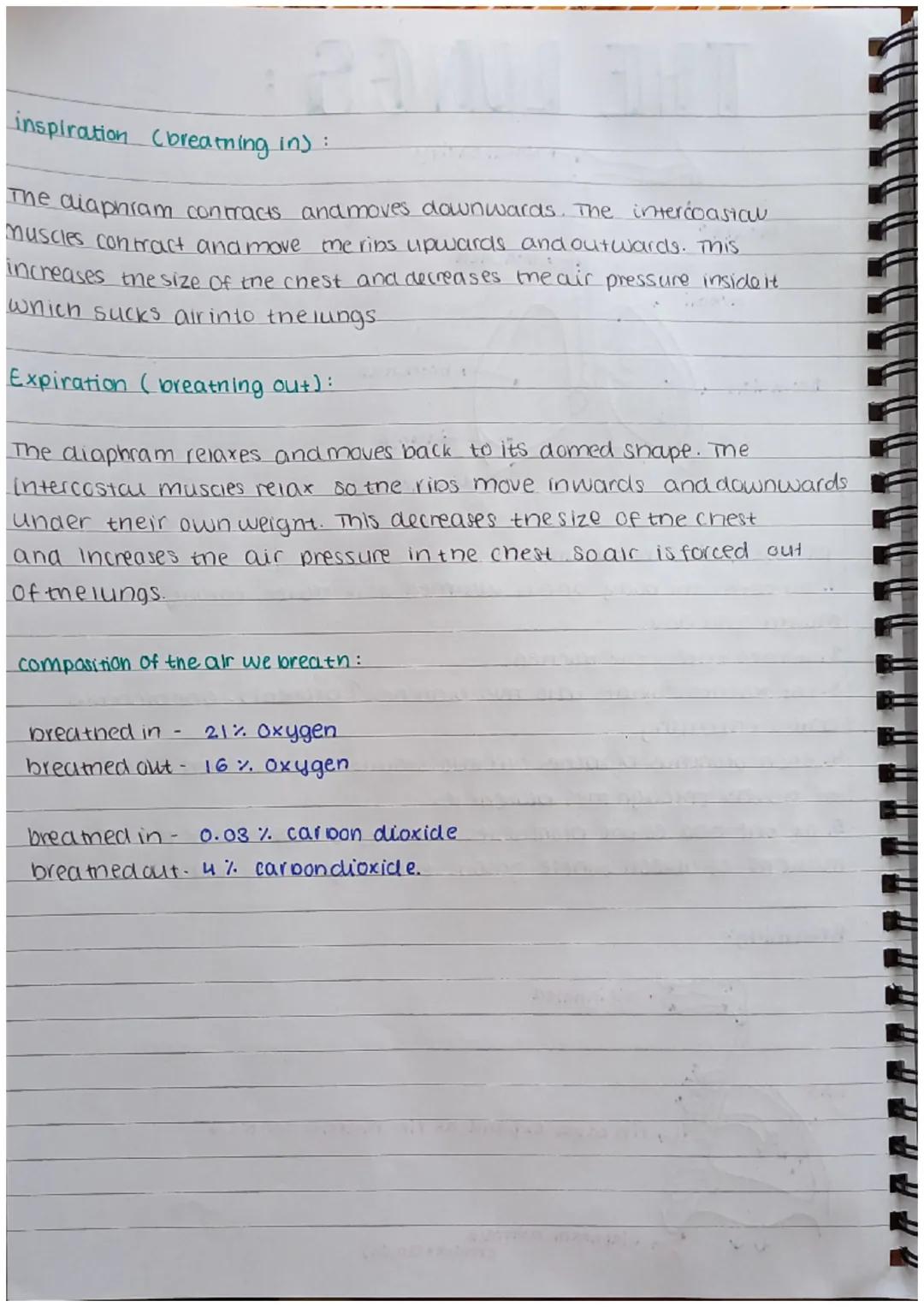 m m m m m m m m m m m m m
THE LUNGS:
mouth
Bronchiole
alveoli
2
lungs
→ Nasal cavity
Breathing:
trachea
→ bronchus
passage of air into the l