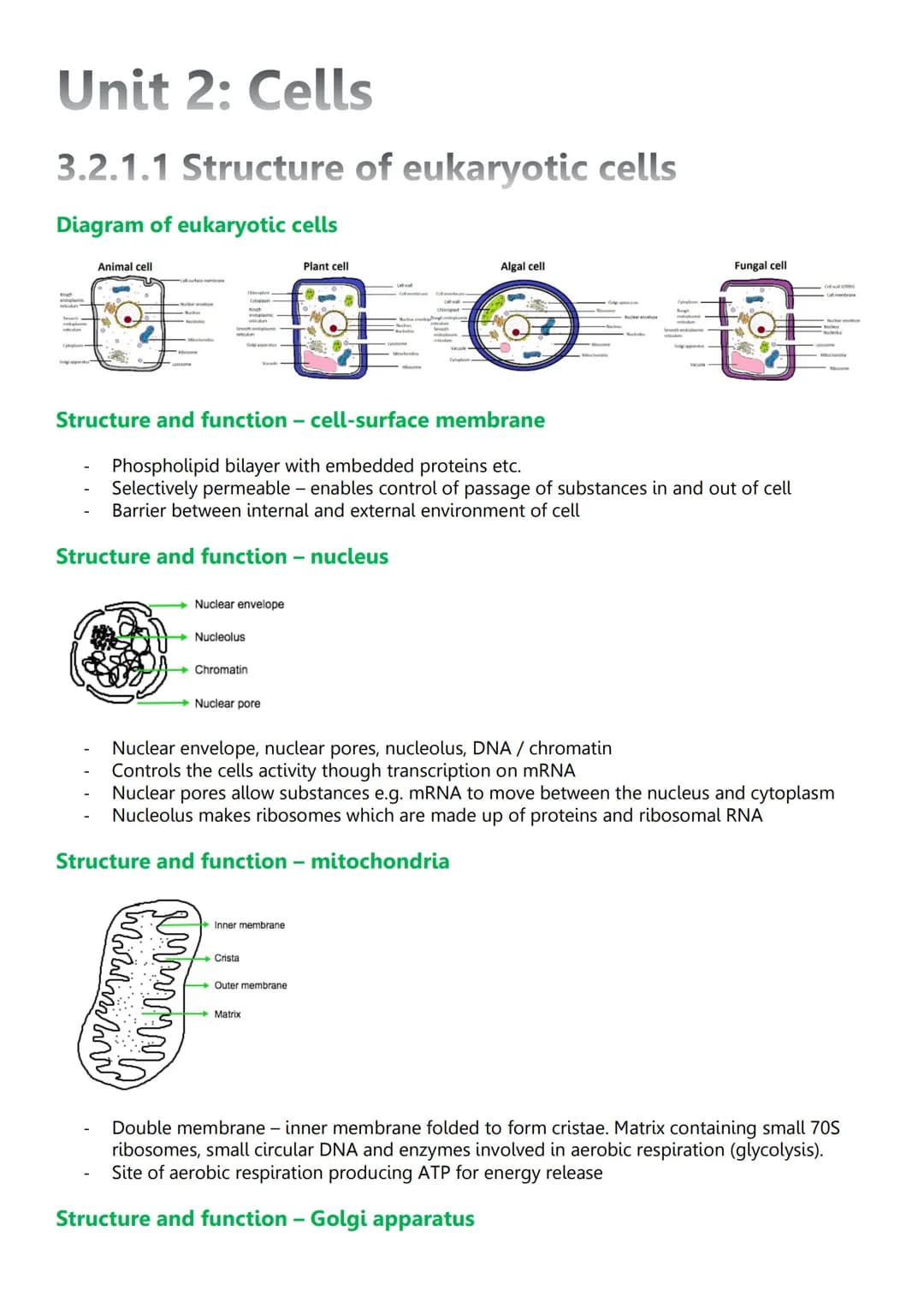 Unit 2: Cells
3.2.1.1 Structure of eukaryotic cells
Diagram of eukaryotic cells
Cy
Animal cell
Structure and function - nucleus
Wirilmitiva
