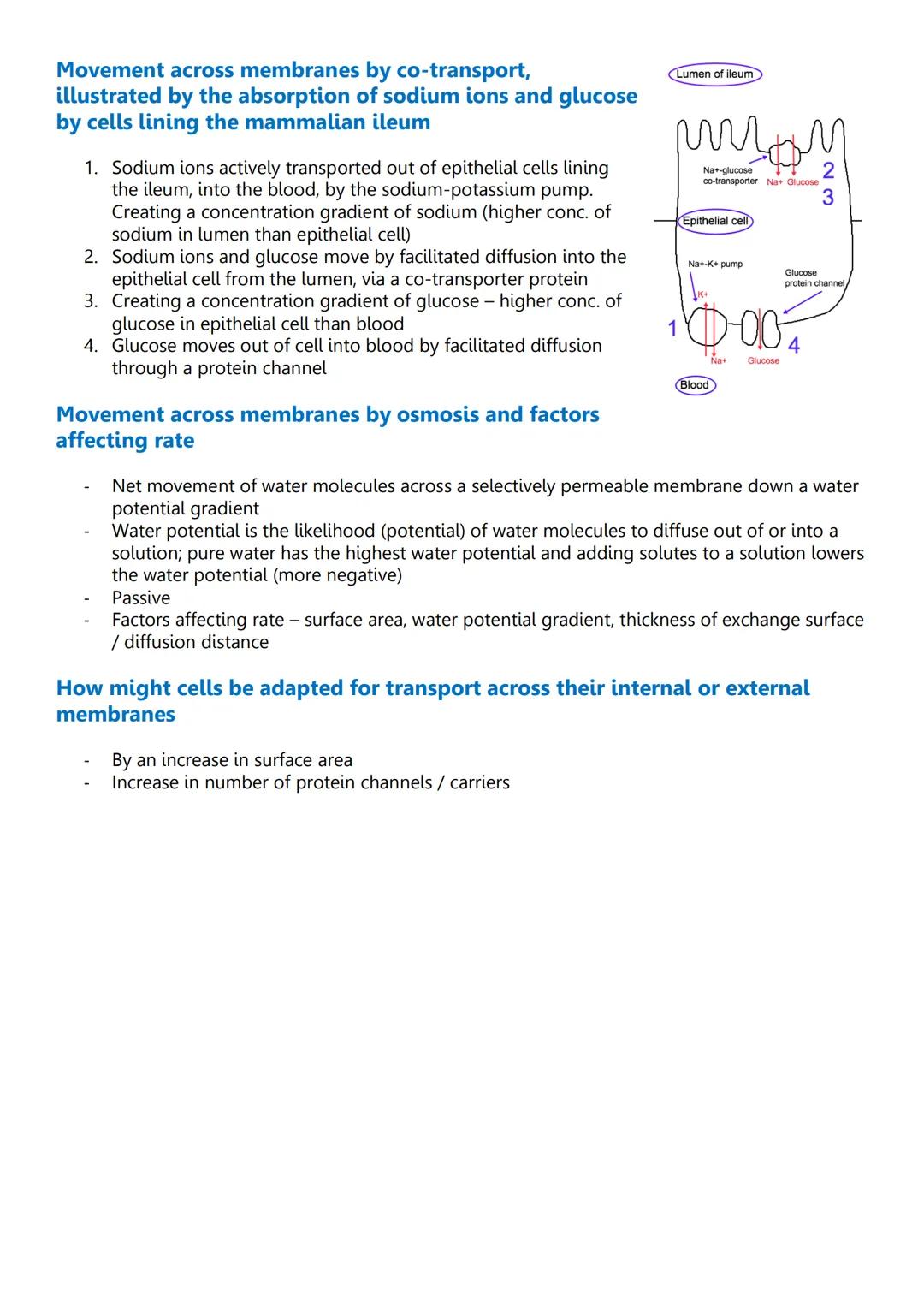 Unit 2: Cells
3.2.1.1 Structure of eukaryotic cells
Diagram of eukaryotic cells
Cy
Animal cell
Structure and function - nucleus
Wirilmitiva
