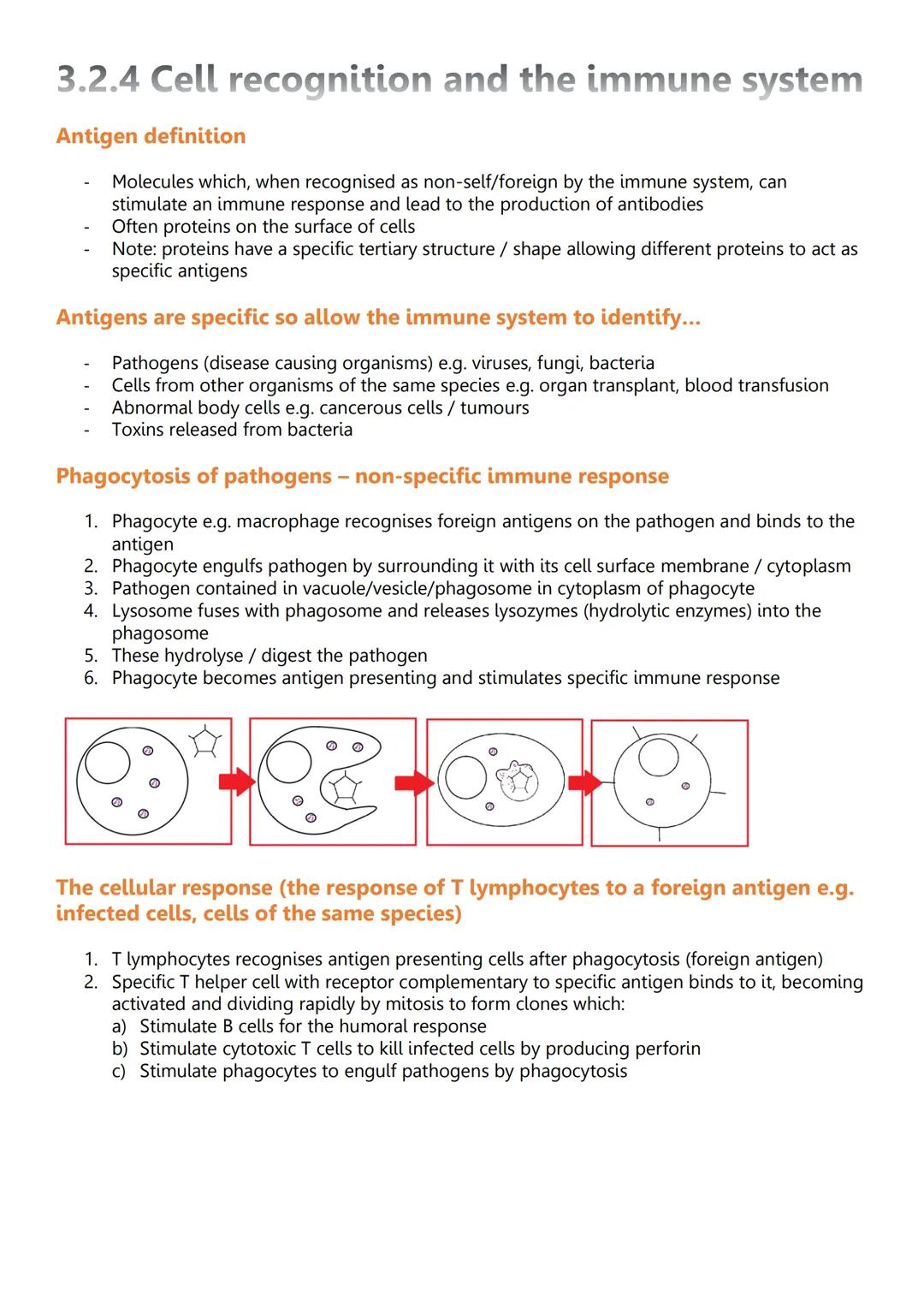 Unit 2: Cells
3.2.1.1 Structure of eukaryotic cells
Diagram of eukaryotic cells
Cy
Animal cell
Structure and function - nucleus
Wirilmitiva
