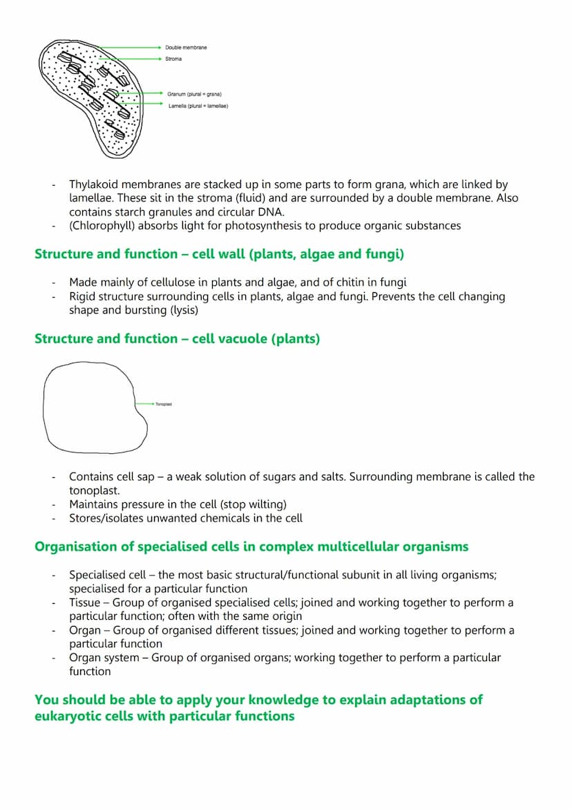 Unit 2: Cells
3.2.1.1 Structure of eukaryotic cells
Diagram of eukaryotic cells
Cy
Animal cell
Structure and function - nucleus
Wirilmitiva

