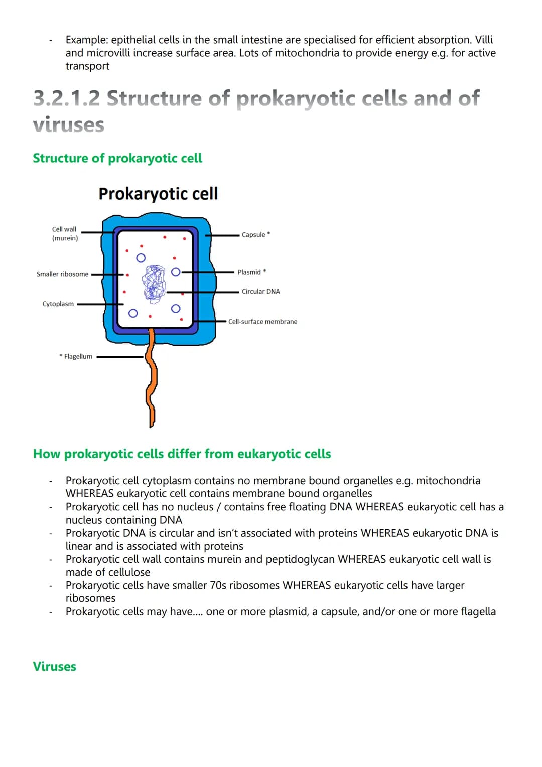 Unit 2: Cells
3.2.1.1 Structure of eukaryotic cells
Diagram of eukaryotic cells
Cy
Animal cell
Structure and function - nucleus
Wirilmitiva
