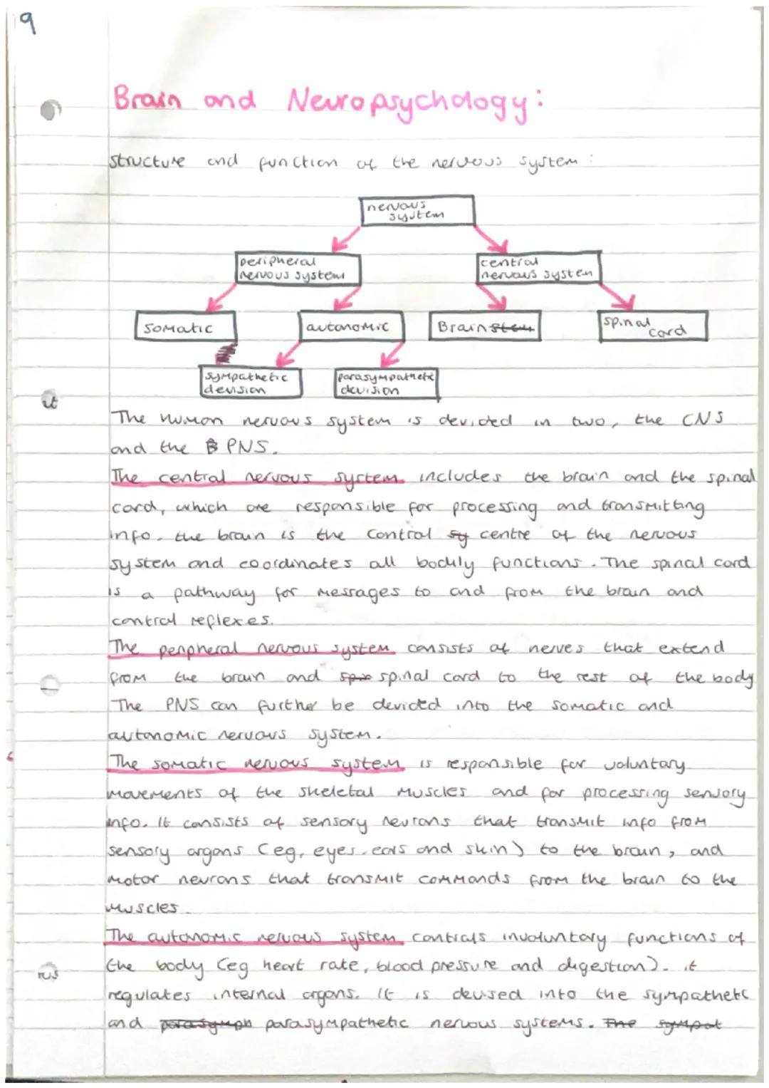 9
t
Brain and Neuropsychdogy:
structure and function of the nervous system:


peripheral
nervous system

Somatic

sympathetic
devision

nerv