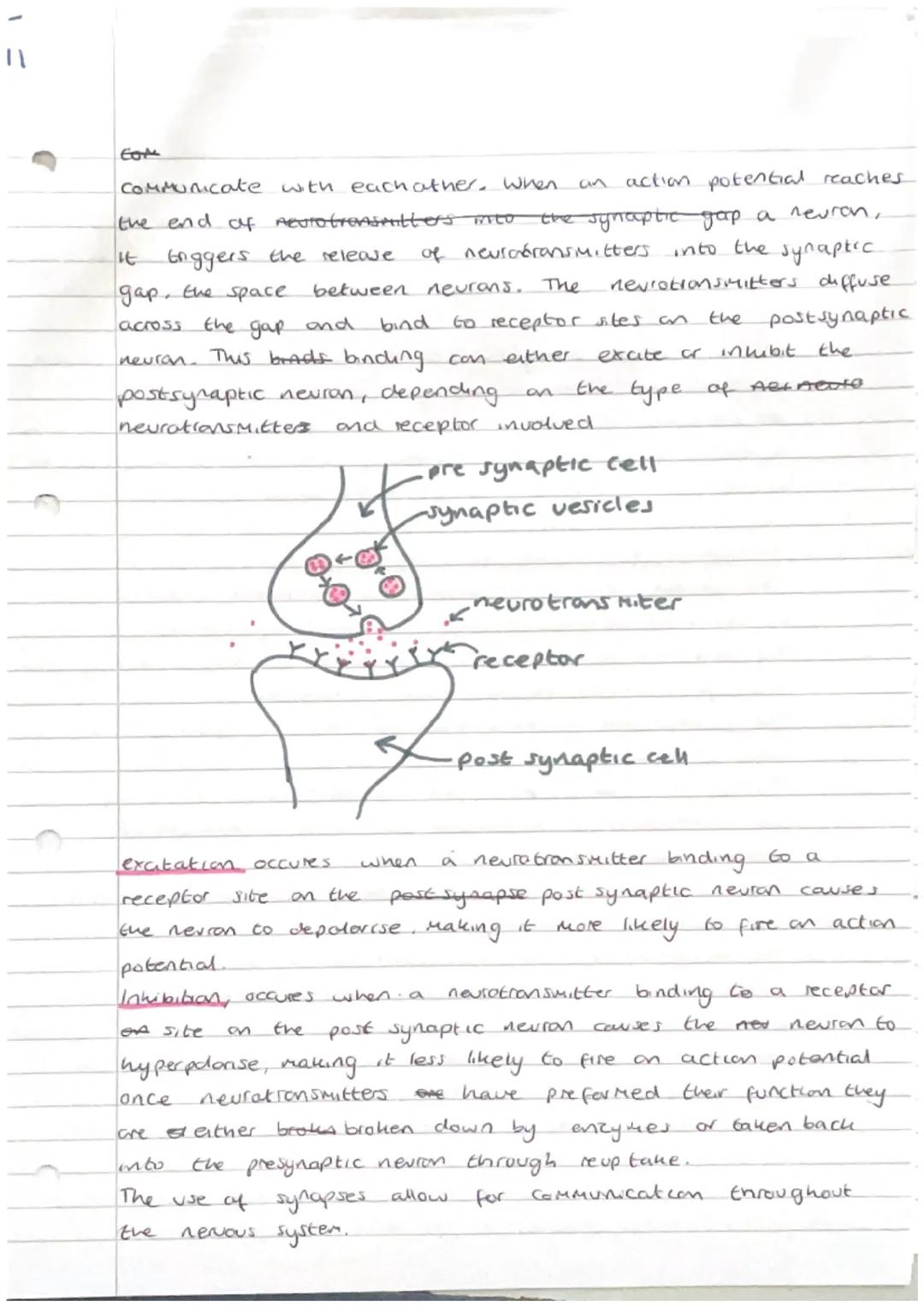 9
t
Brain and Neuropsychdogy:
structure and function of the nervous system:


peripheral
nervous system

Somatic

sympathetic
devision

nerv