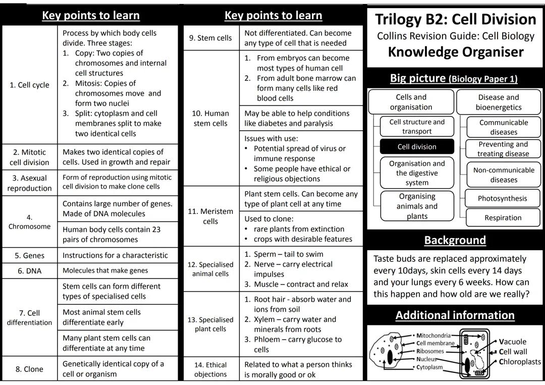 B2-Cell-Division