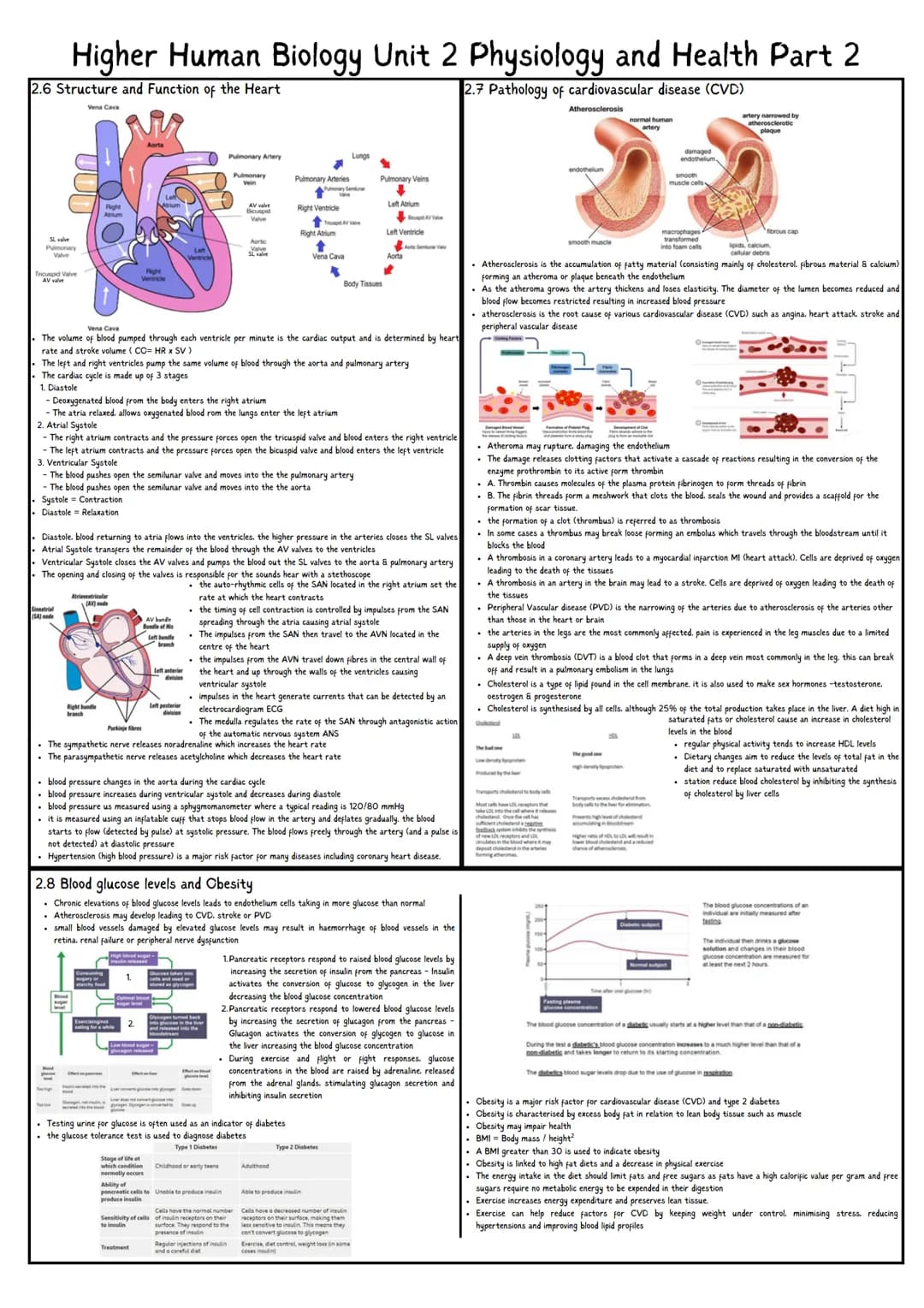 Higher Human Biology Unit 2 Physiology and Health Part 1
2.1 Gamete Production & Fertilisation
2.2 Hormonal Control of Reproduction
. Male R