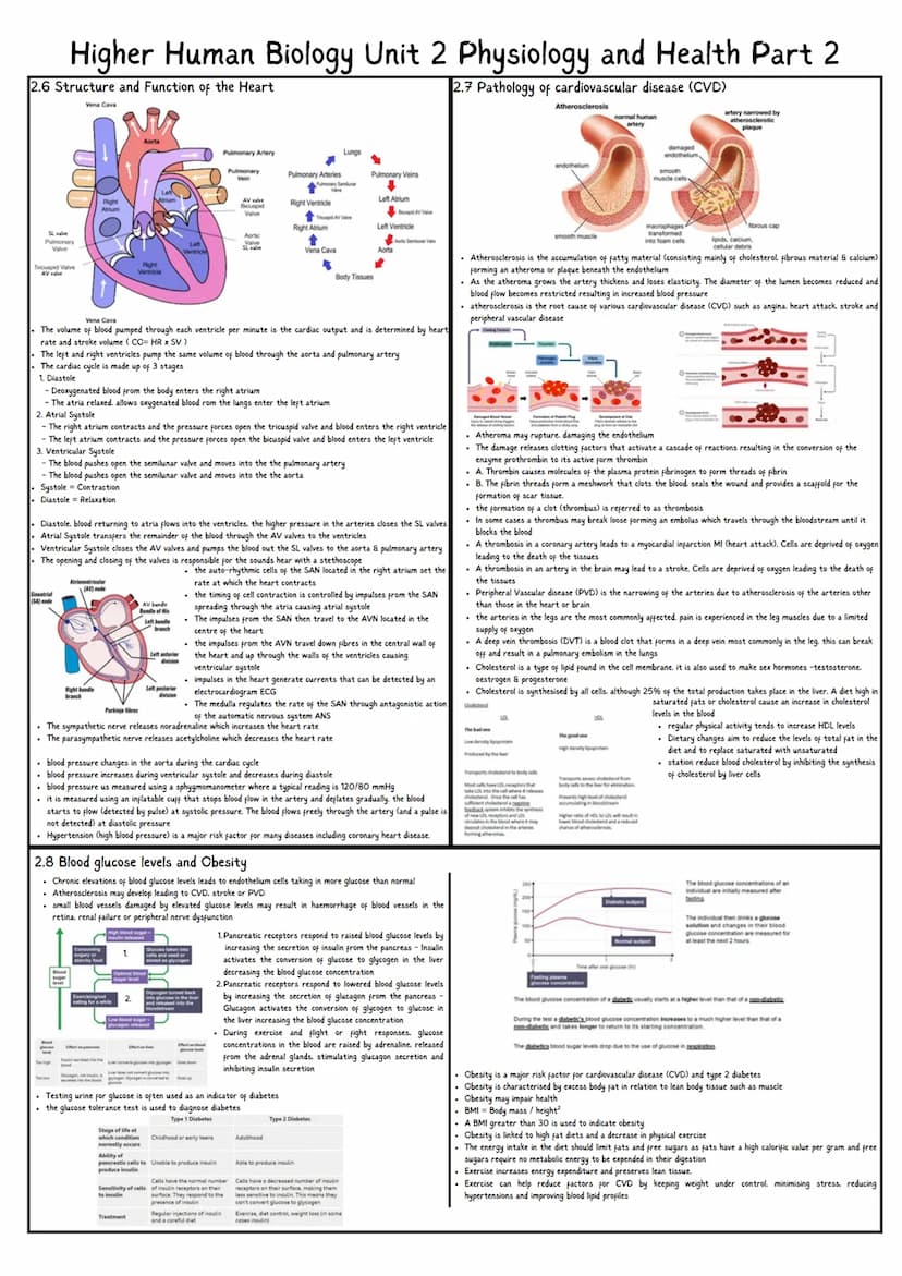 Higher Human Biology Unit 2 Physiology and Health Part 1
2.1 Gamete Production & Fertilisation
2.2 Hormonal Control of Reproduction
. Male R