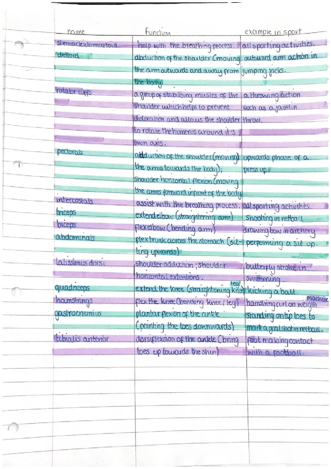 GCSE PE Muscles: Worksheets, Diagrams, and Muscle Functions