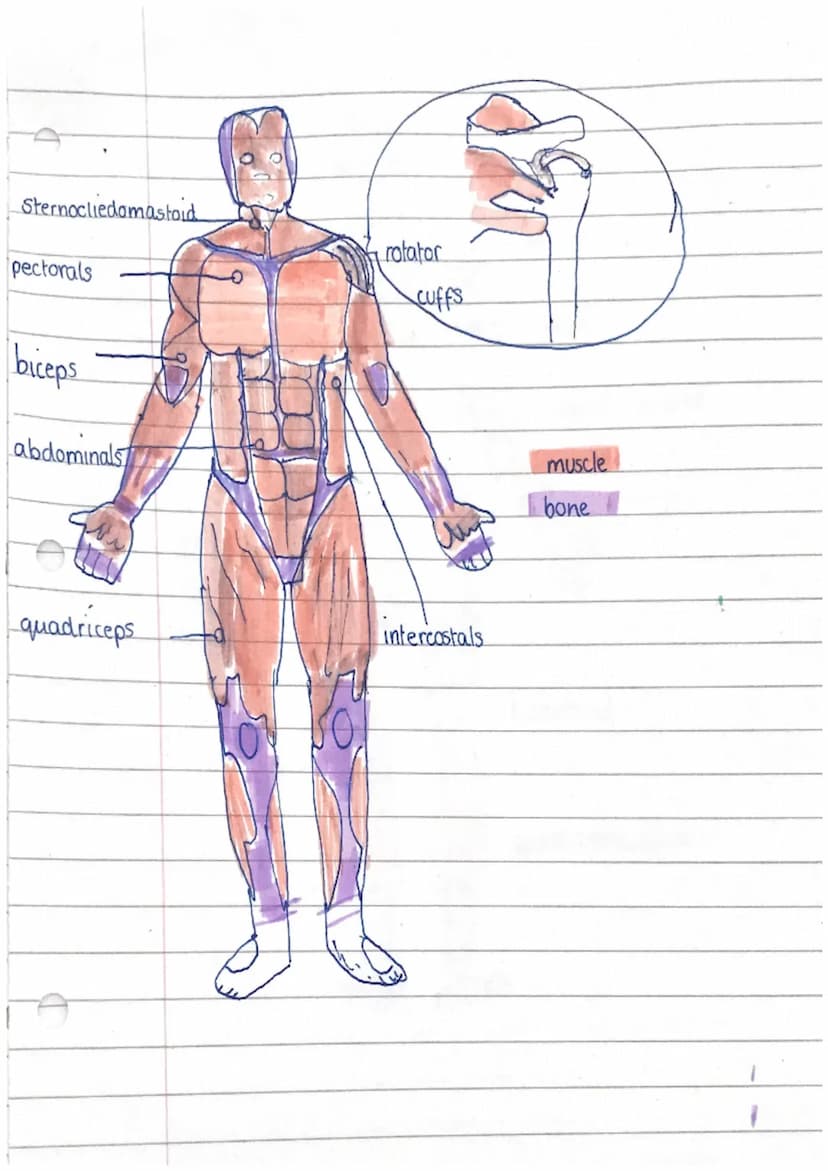 name
stemocleidomastoid
deltoid
rotator cuffs
pectorals
intercostals
triceps
biceps
abdominals
latissimus dors
quadriceps
hamstrings
gastroc