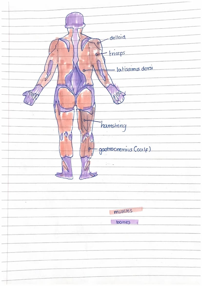 name
stemocleidomastoid
deltoid
rotator cuffs
pectorals
intercostals
triceps
biceps
abdominals
latissimus dors
quadriceps
hamstrings
gastroc