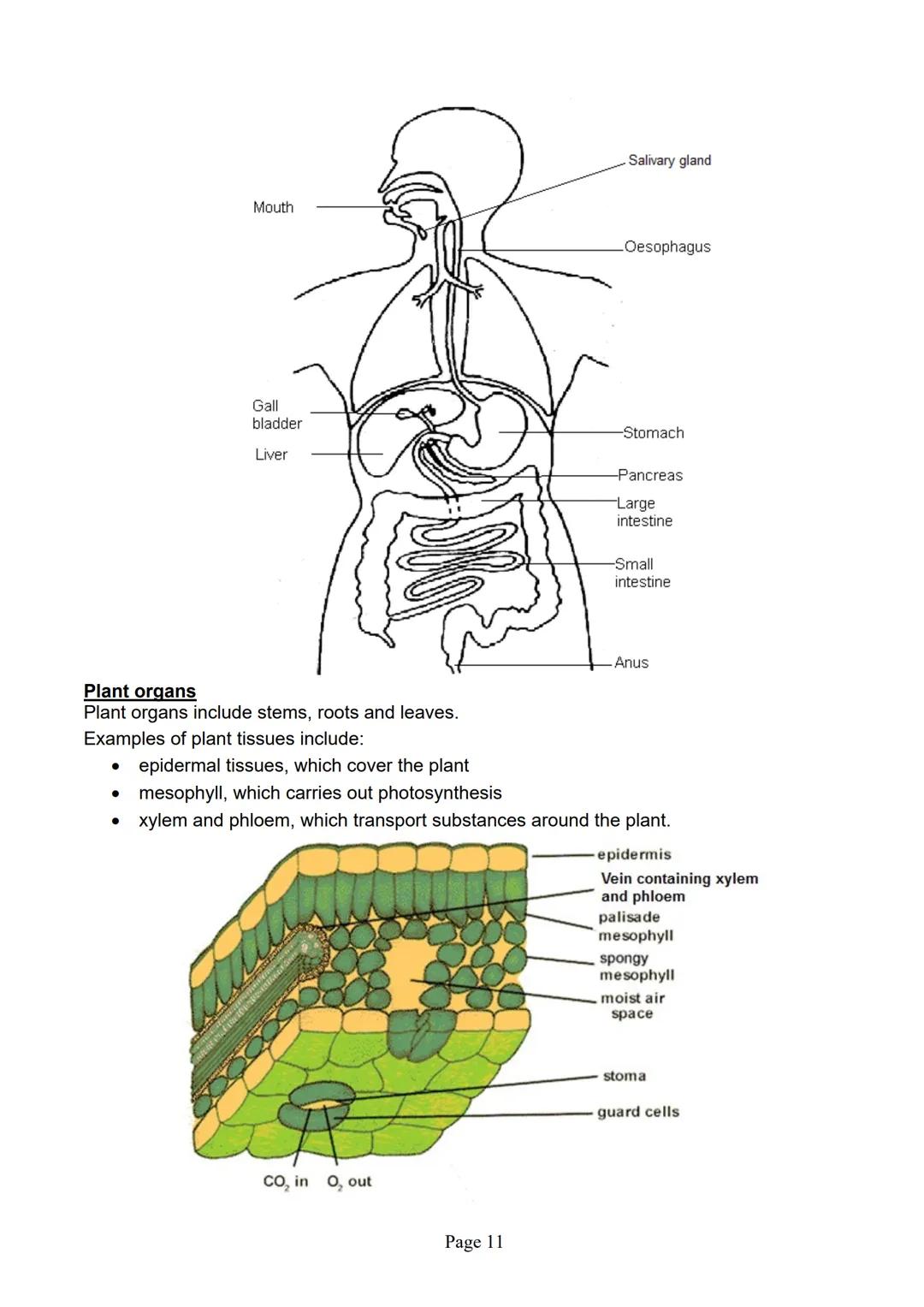 blogy
AQA
GCSE Biology
Paper 1
Summary Notes
Page 1 Summary
All living things are made up of cells. The structures of different types of cel