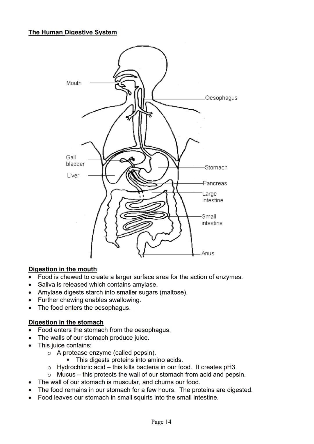 blogy
AQA
GCSE Biology
Paper 1
Summary Notes
Page 1 Summary
All living things are made up of cells. The structures of different types of cel