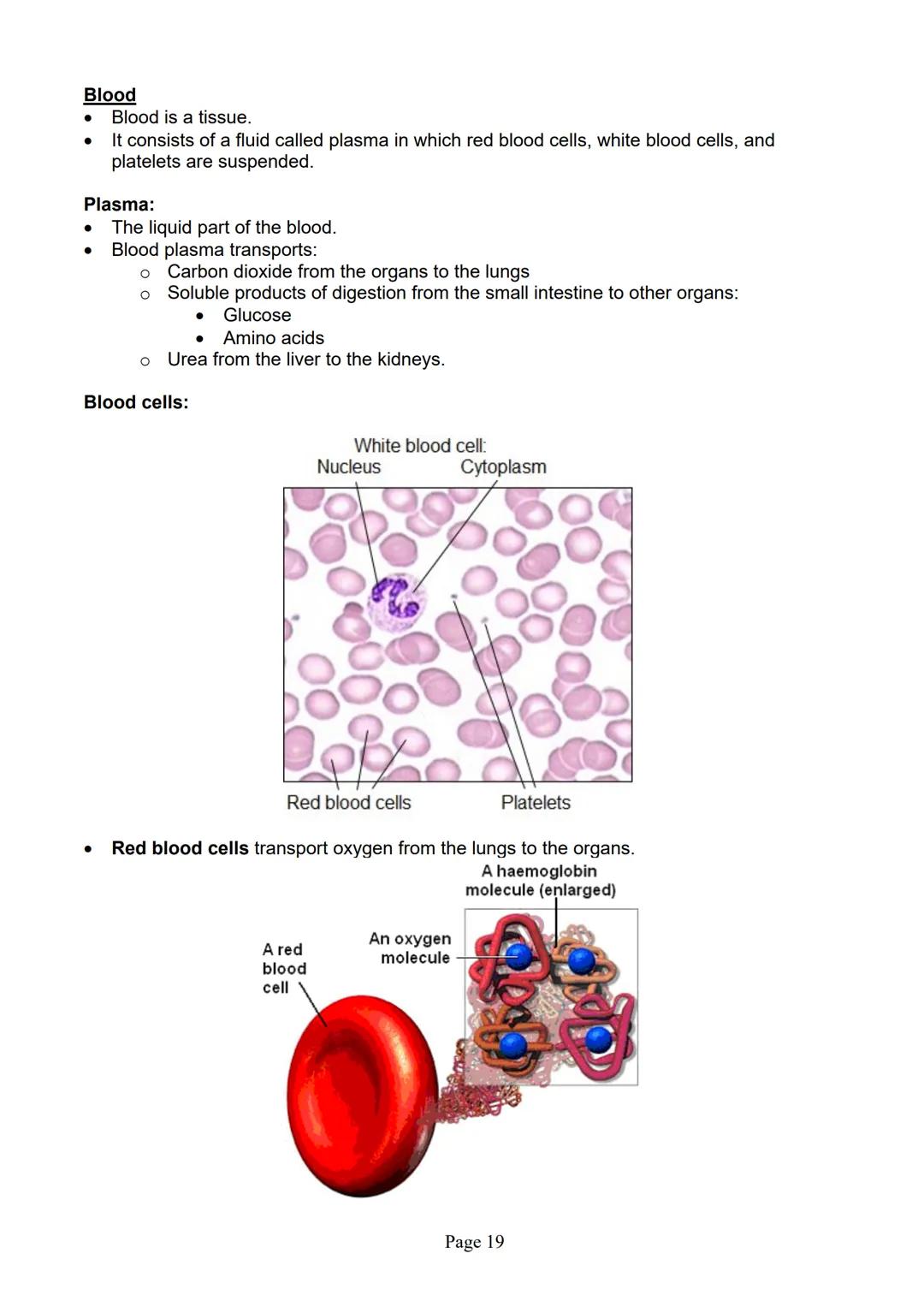 blogy
AQA
GCSE Biology
Paper 1
Summary Notes
Page 1 Summary
All living things are made up of cells. The structures of different types of cel