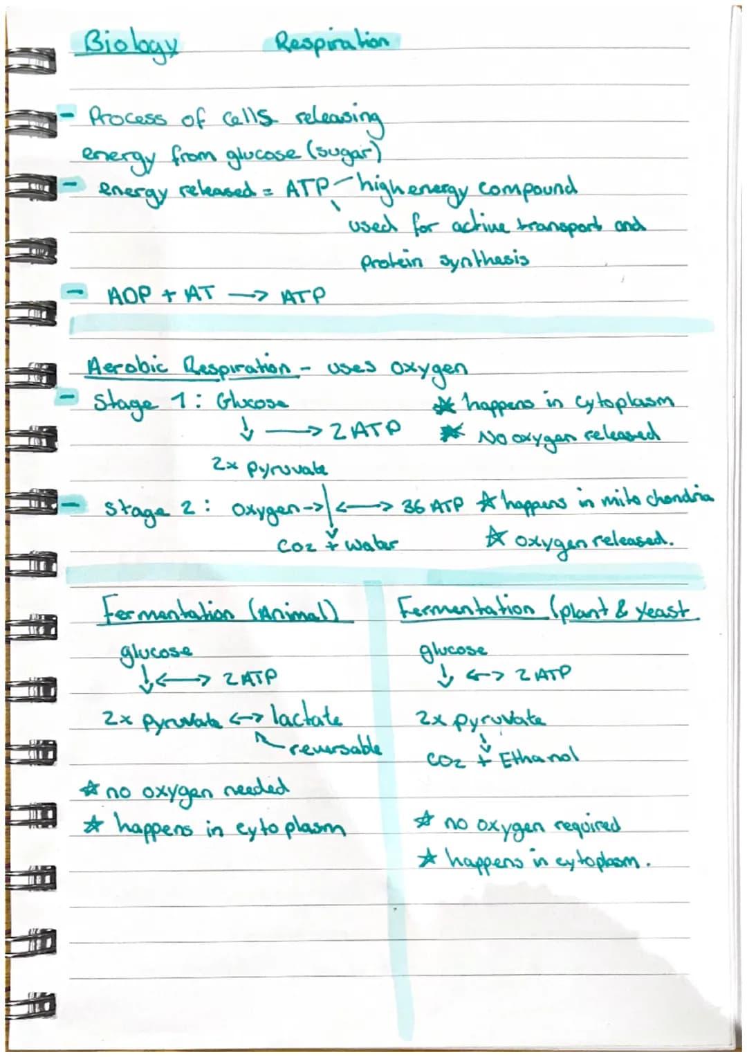 SISE
Biology
Respiration
Process of cells releasing.
energy from glucose (sugar)
energy
released = ATP-high energy compound.
AOP+ AT ->ATP
A