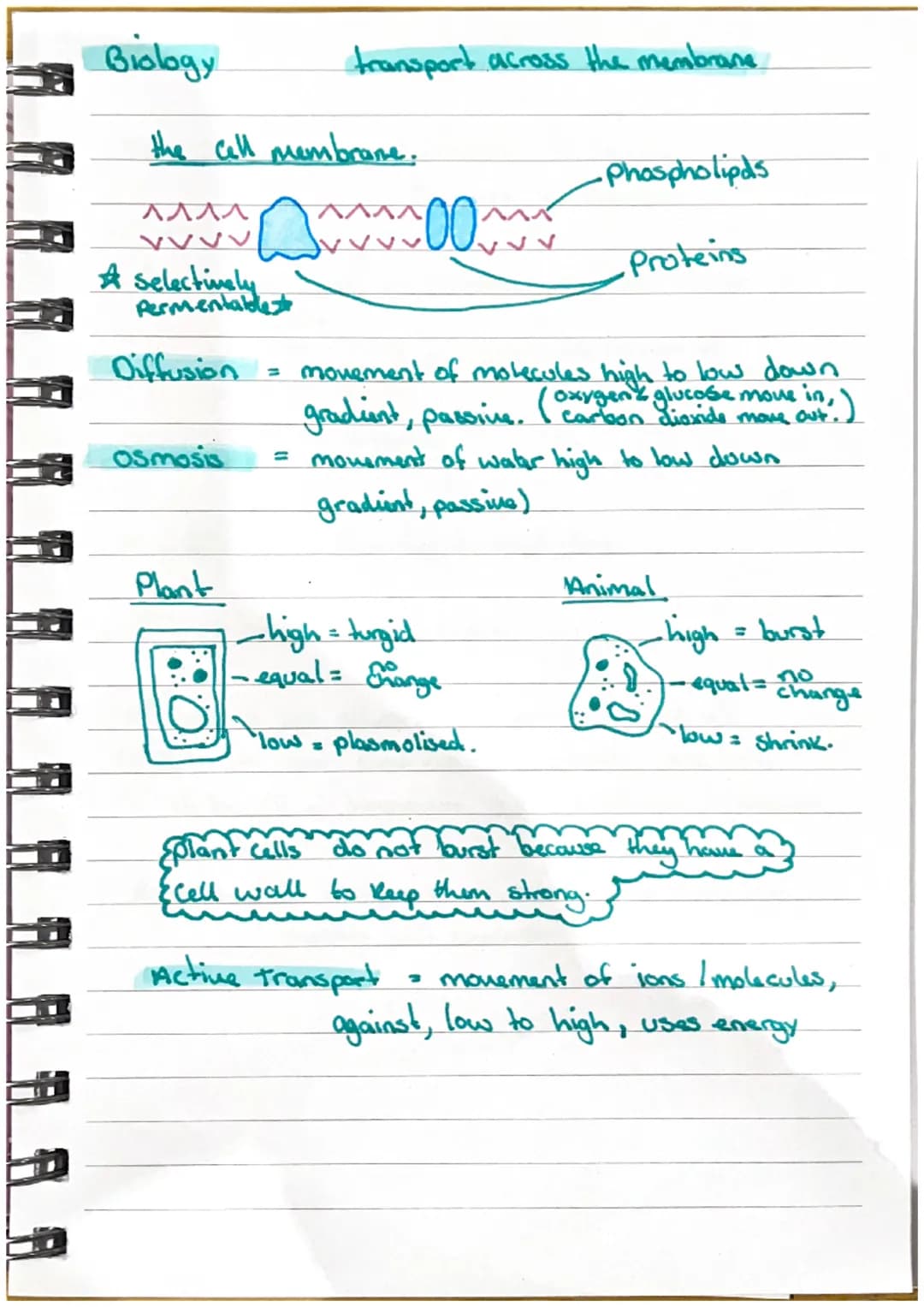 SISE
Biology
Respiration
Process of cells releasing.
energy from glucose (sugar)
energy
released = ATP-high energy compound.
AOP+ AT ->ATP
A