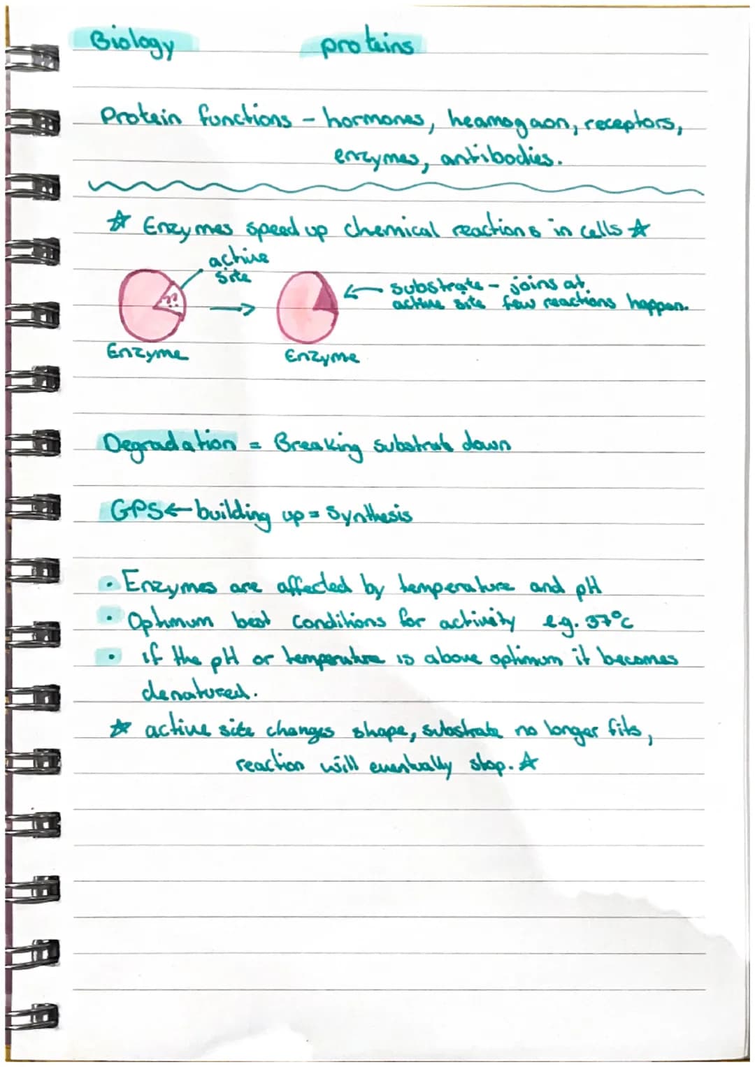 SISE
Biology
Respiration
Process of cells releasing.
energy from glucose (sugar)
energy
released = ATP-high energy compound.
AOP+ AT ->ATP
A