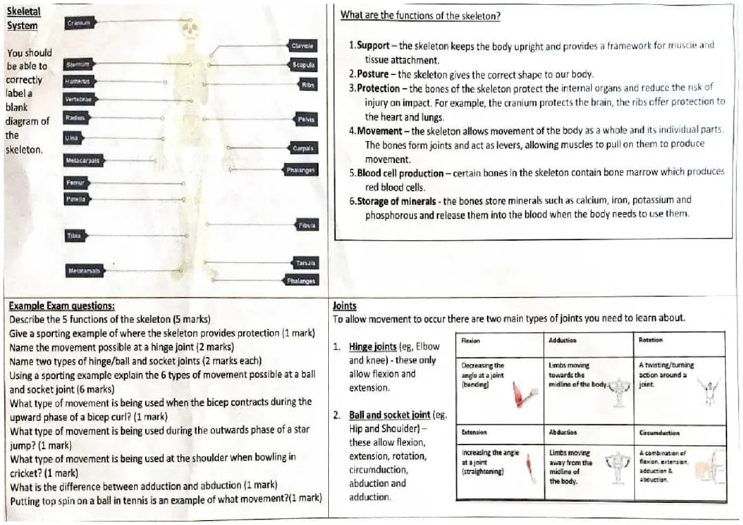 Skeletal and Muscular system 