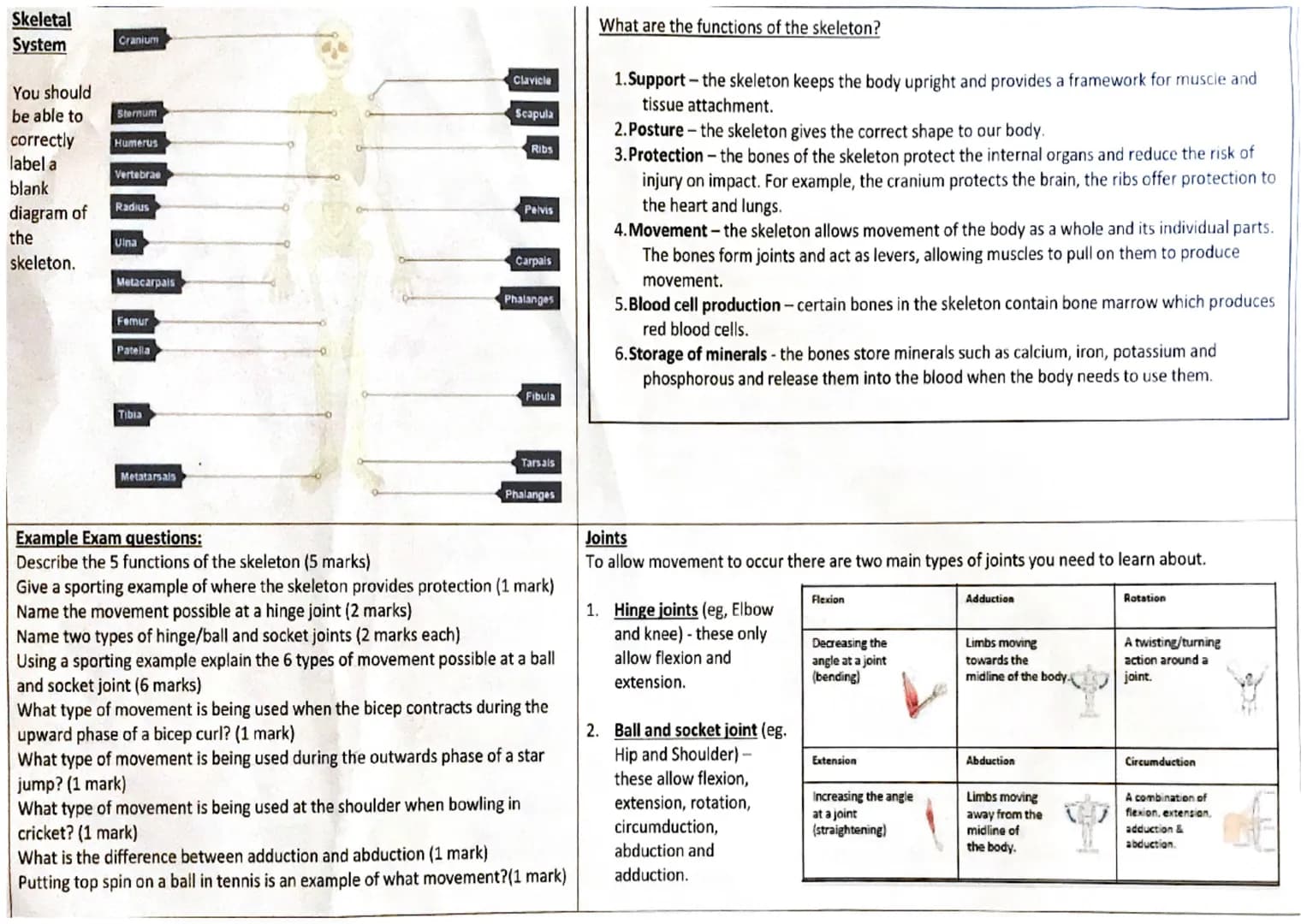 Skeletal
System
Cranium
You should
be able to Sternum
correctly Humerus
label a
blank
diagram of
the
skeleton.
Vertebrae
Radius
Uina
Metacar