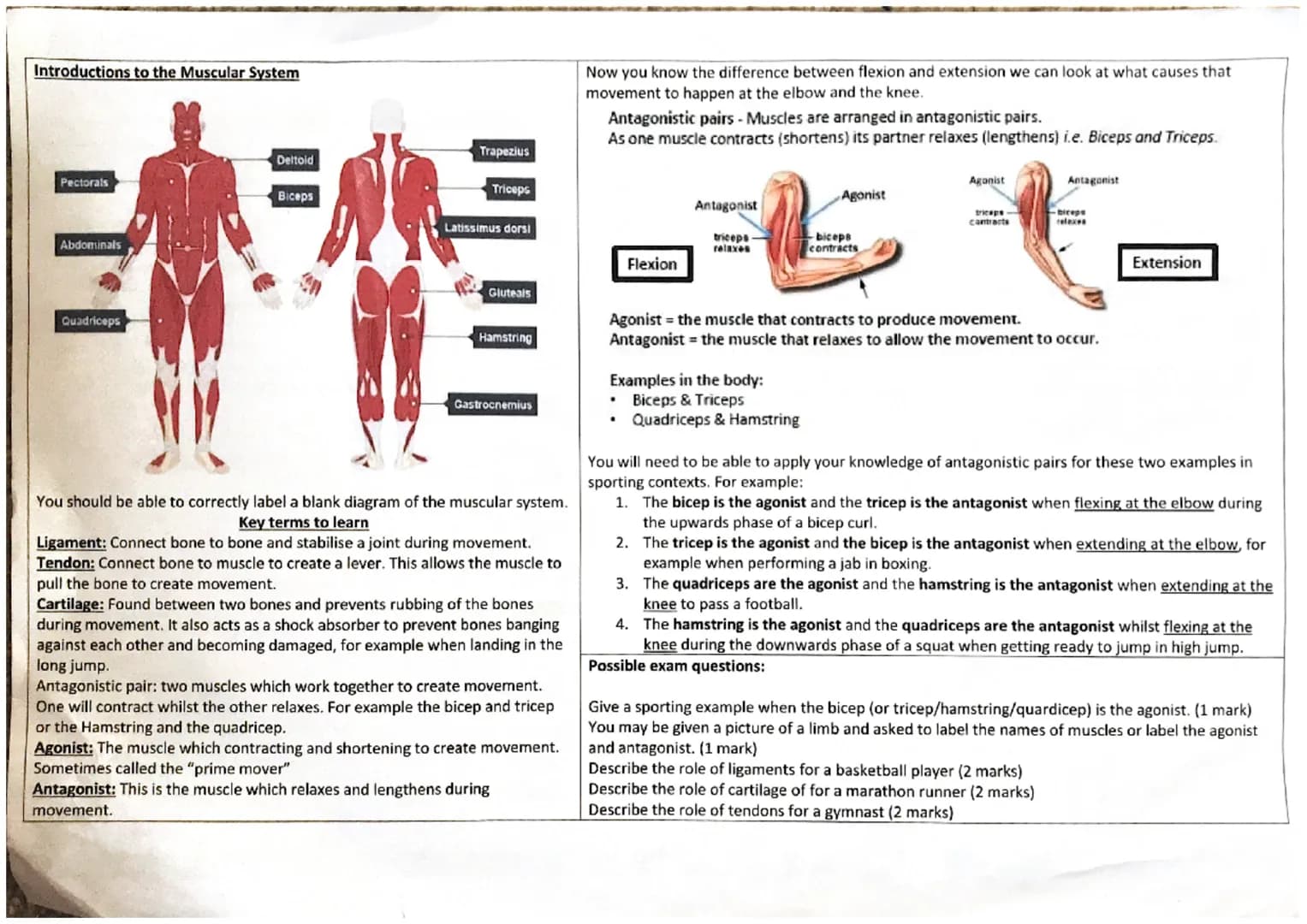 Skeletal
System
Cranium
You should
be able to Sternum
correctly Humerus
label a
blank
diagram of
the
skeleton.
Vertebrae
Radius
Uina
Metacar