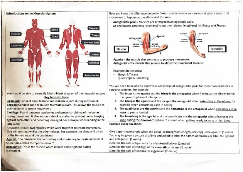 Skeletal
System
Cranium
You should
be able to Sternum
correctly Humerus
label a
blank
diagram of
the
skeleton.
Vertebrae
Radius
Uina
Metacar