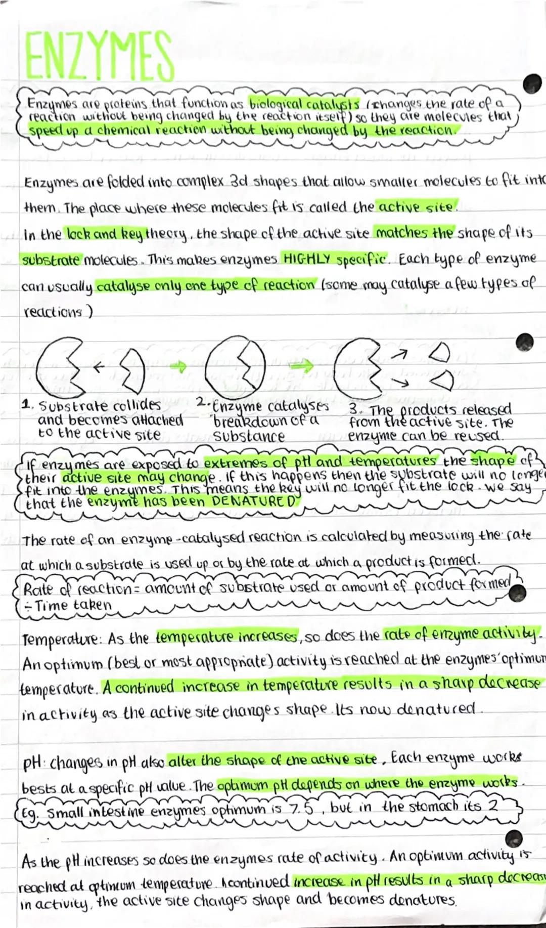 # ENZYMES
Enzymes are proteins that function as biological catalysts (changes the rate of a
reaction without being changed by the reaction i
