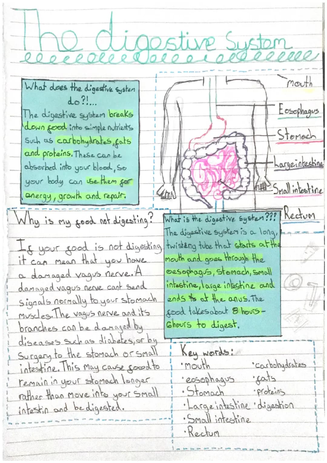 1
1
The digestive supprime
System
}
What does the digestive systen
do?!...
The digestive system breaks
down food into simple nutrients
Such 