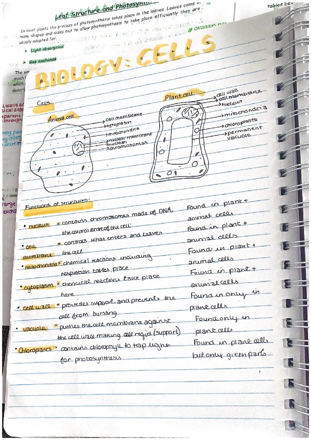 Biology GCSE AQA CCEA notes on cells and photosynthesis
