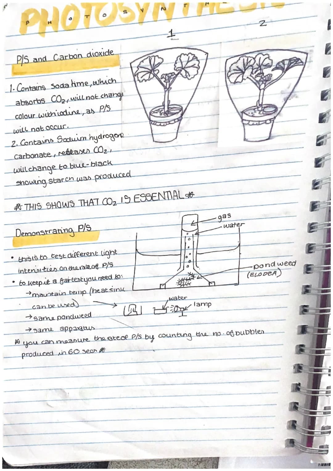 tables ben
* oxygen no
Leaf Structure and Photosyn....
In most plants the process of photosynthesis takes place in the leaves. Leaves come i