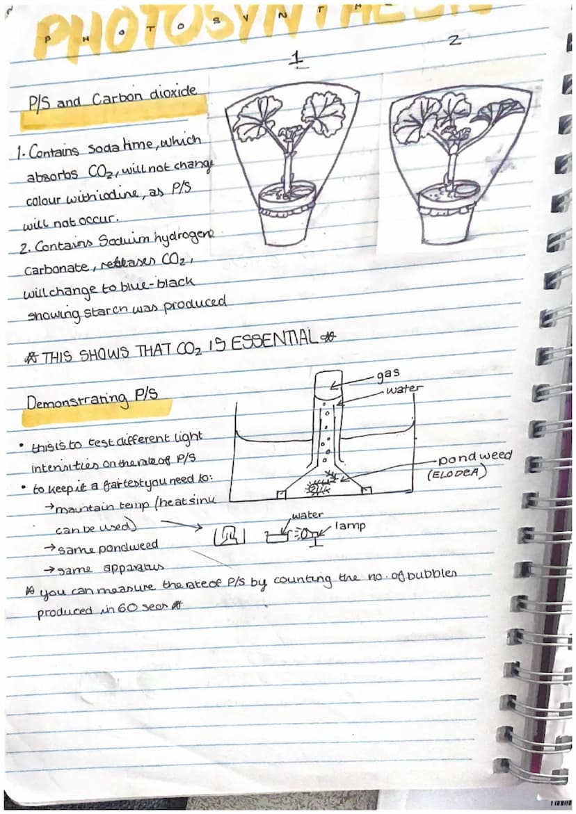 tables ben
* oxygen no
Leaf Structure and Photosyn....
In most plants the process of photosynthesis takes place in the leaves. Leaves come i