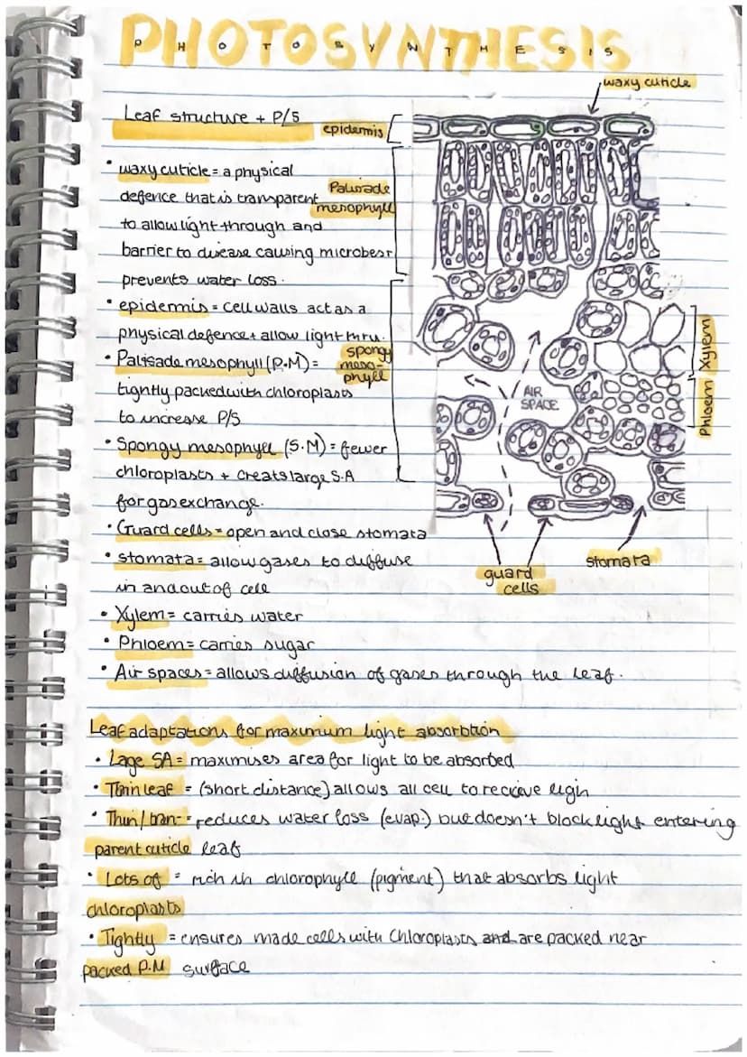 tables ben
* oxygen no
Leaf Structure and Photosyn....
In most plants the process of photosynthesis takes place in the leaves. Leaves come i