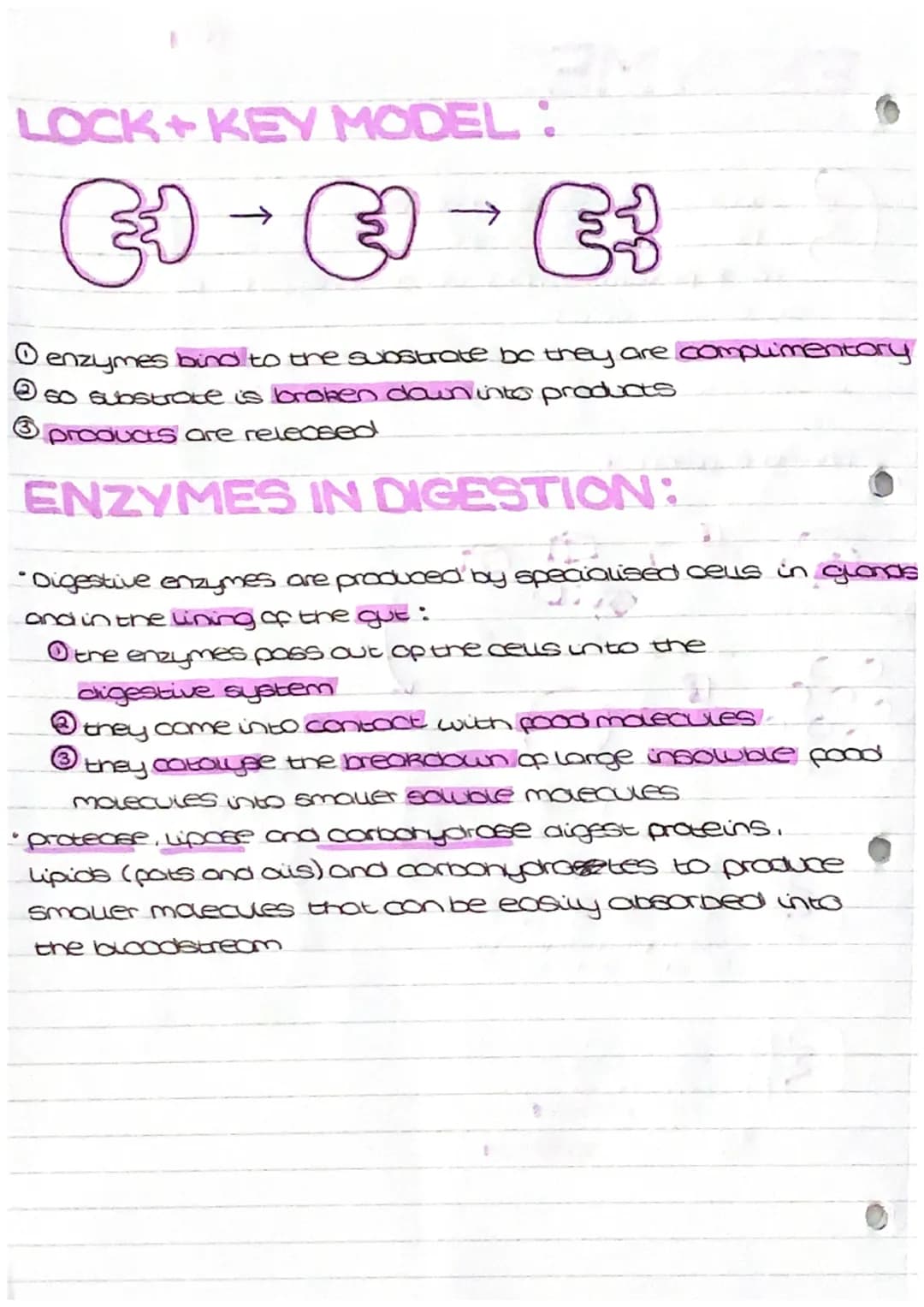 ENZYMES
4 biologica сокола
€
•made by living organisms
atalyst?
biological cas
0
• Large proteins-made up of long chains
of amino acids
depe
