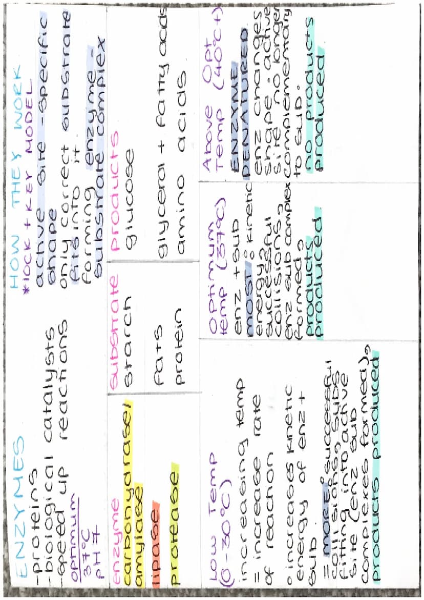 ENZYMES
-proteins
biological catalysts
-speed up
reach ons
optimum
37°C
PH
enzyme
carbonydrasel
ase
amylase
Tipase
protease
Temp
Fats
protei