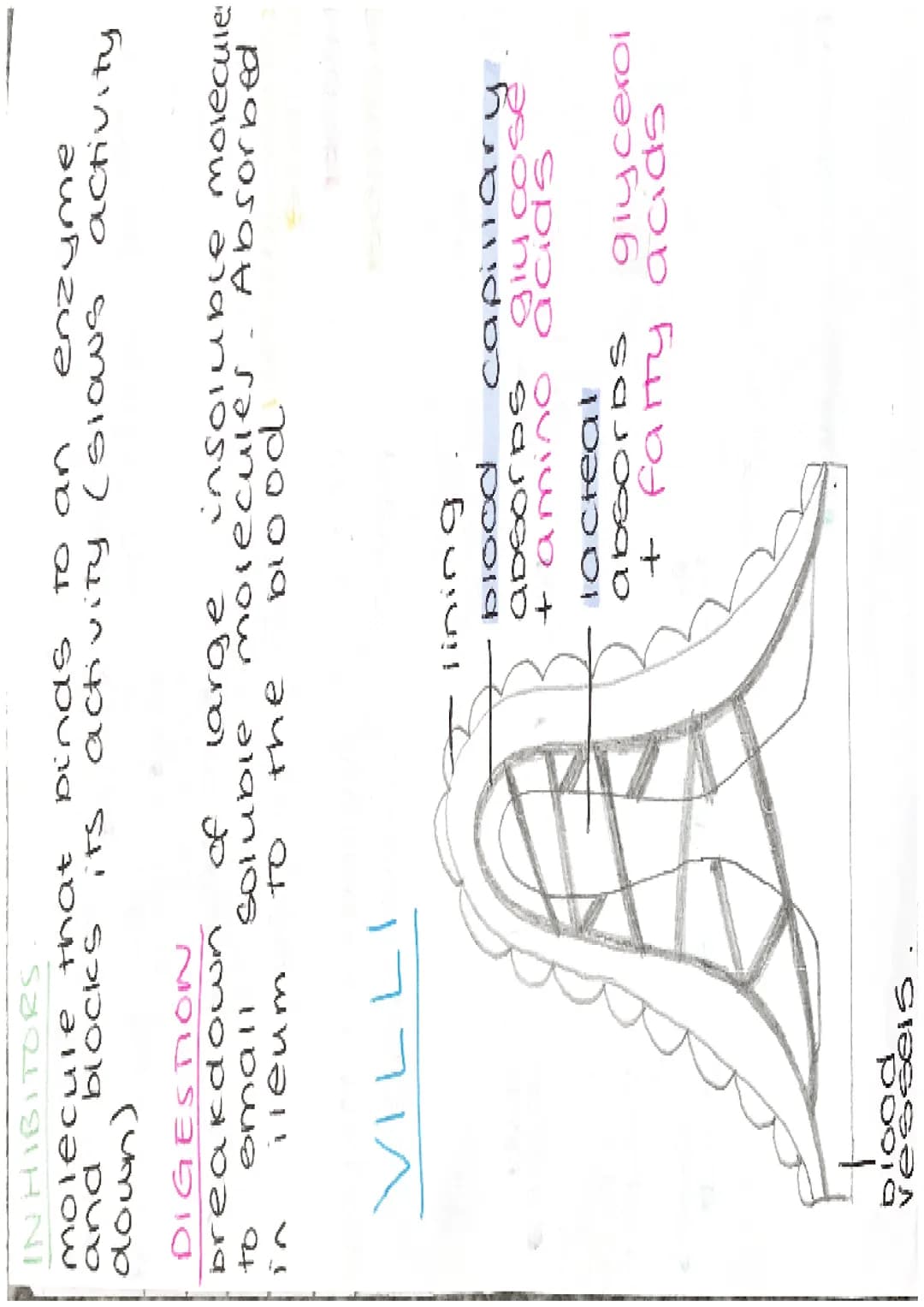 ENZYMES
-proteins
biological catalysts
-speed up
reach ons
optimum
37°C
PH
enzyme
carbonydrasel
ase
amylase
Tipase
protease
Temp
Fats
protei