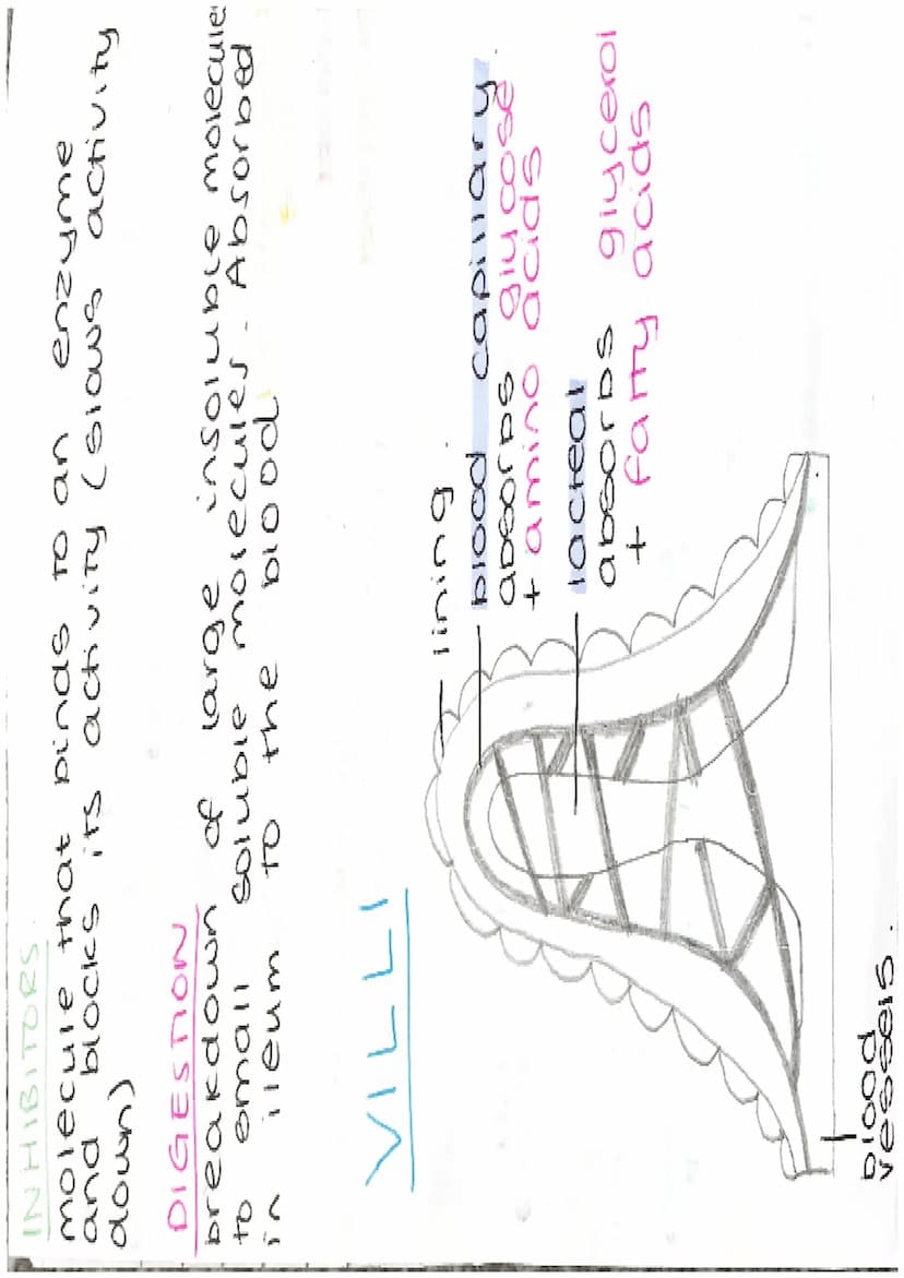 ENZYMES
-proteins
biological catalysts
-speed up
reach ons
optimum
37°C
PH
enzyme
carbonydrasel
ase
amylase
Tipase
protease
Temp
Fats
protei